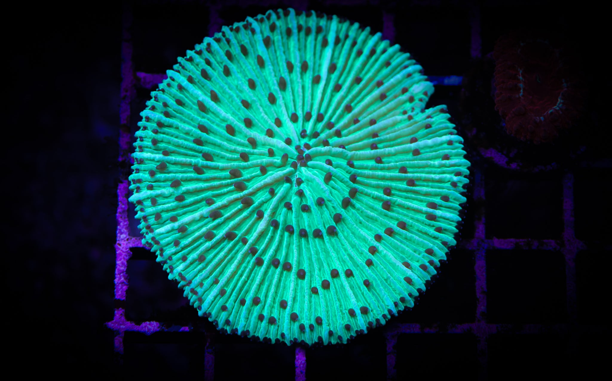 BEC Neon Green Plate WYSIWYG