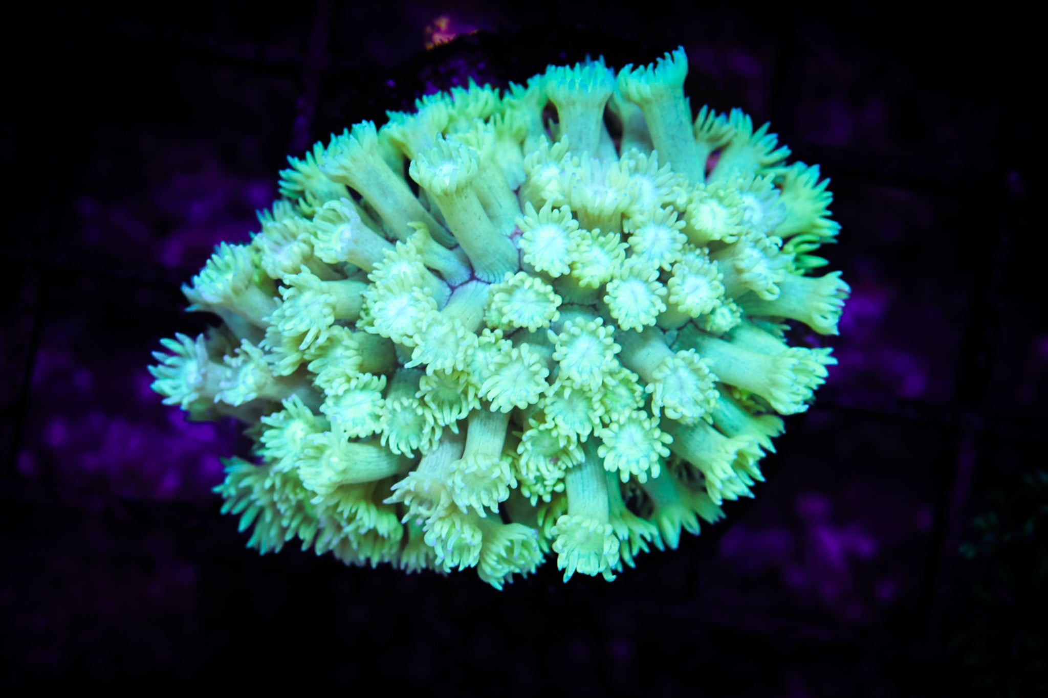 BEC Neon Goni WYSIWYG