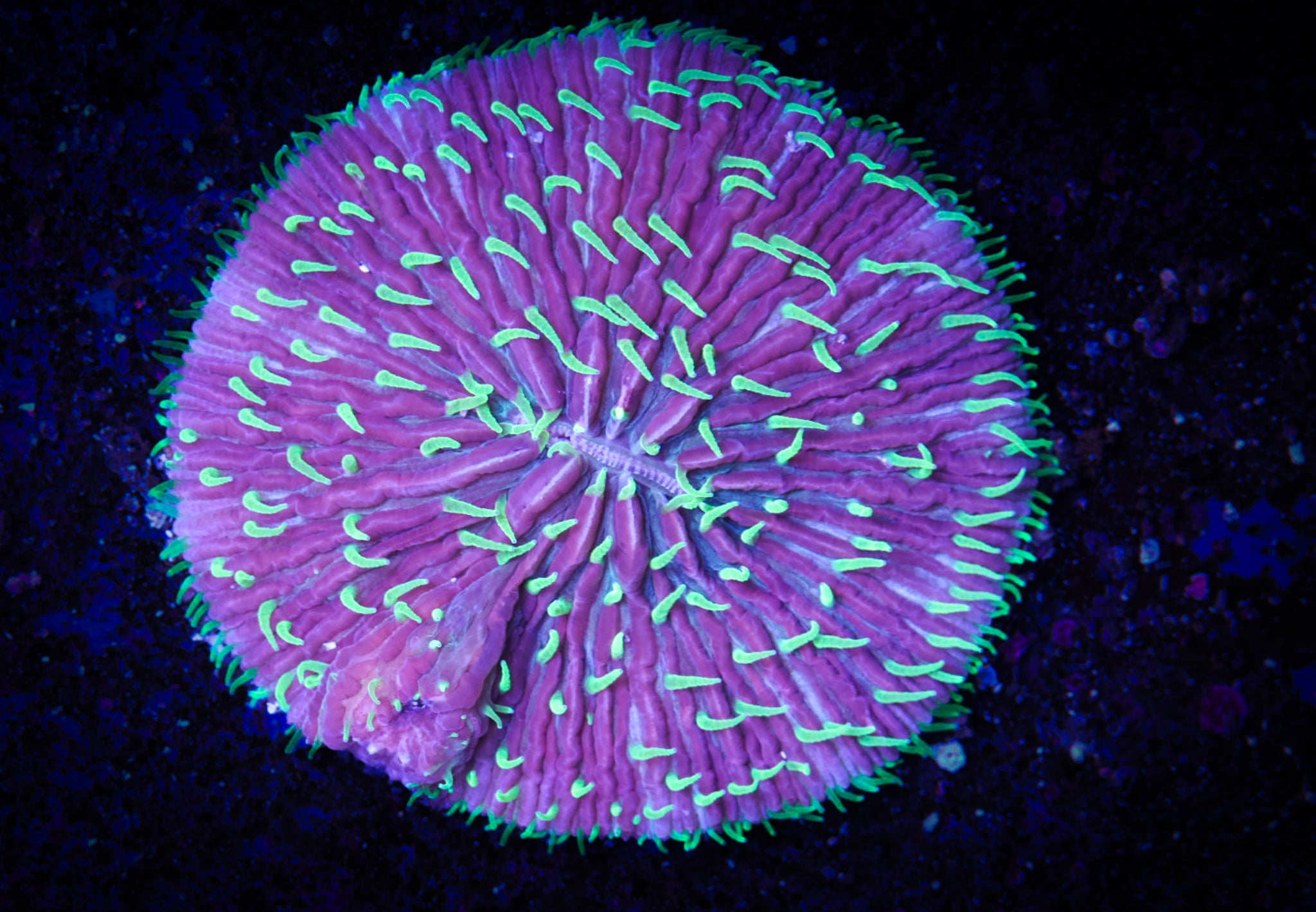 BEC Joker  Plate WYSIWYG