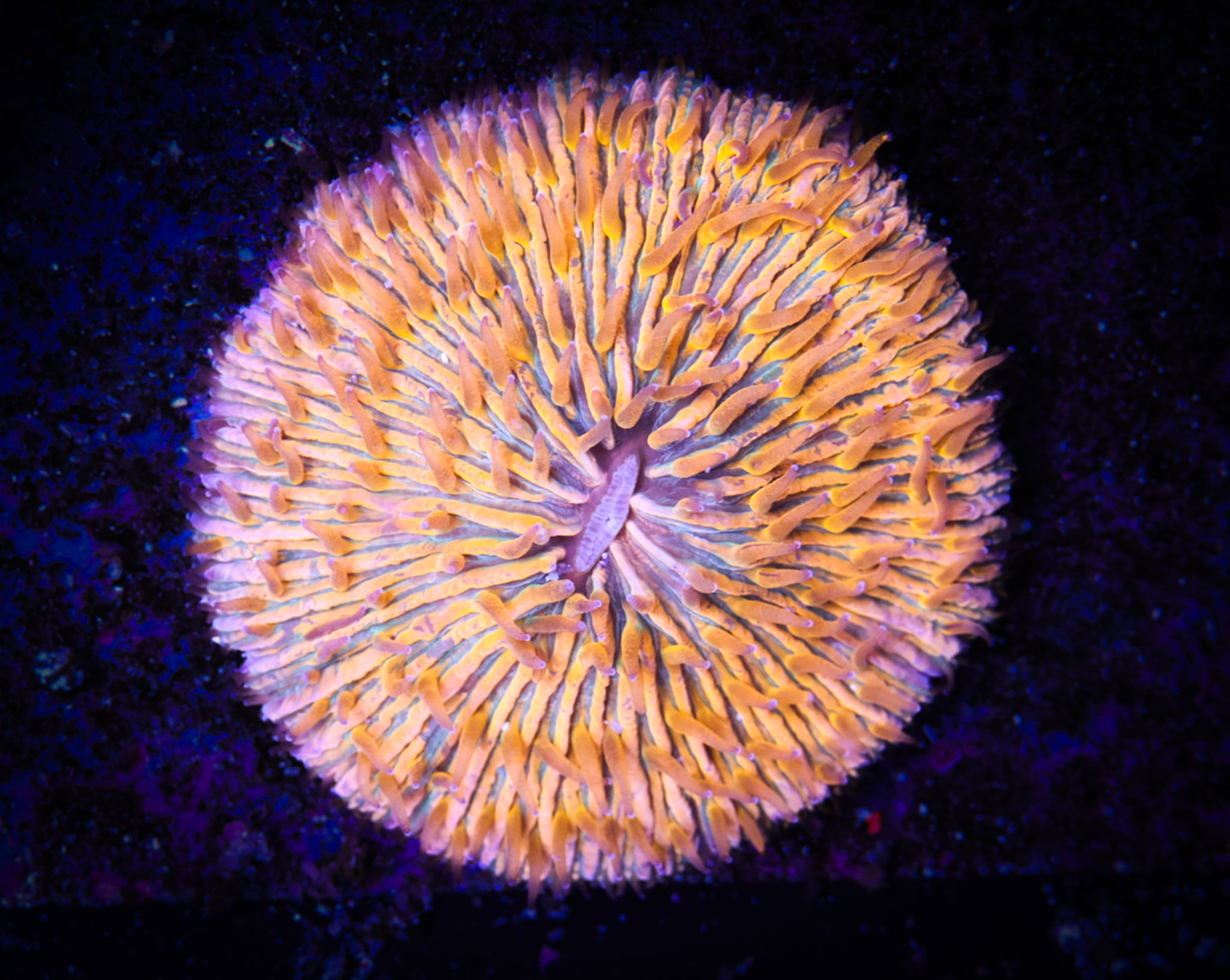 BEC Miami Hurricanes Plate WYSIWYG