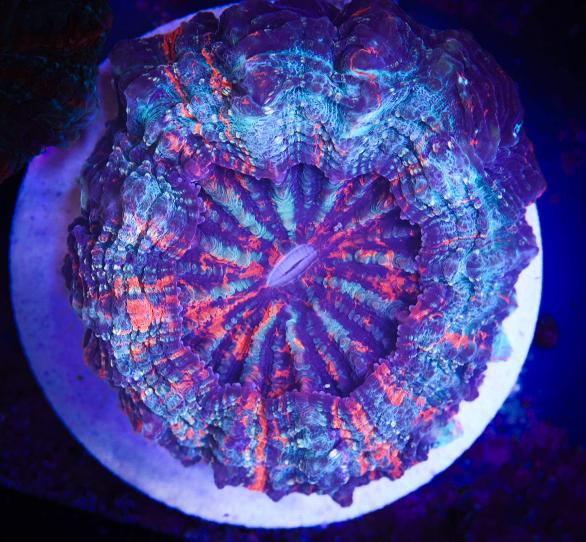 Ultra Confetti Acantho WYSIWYG