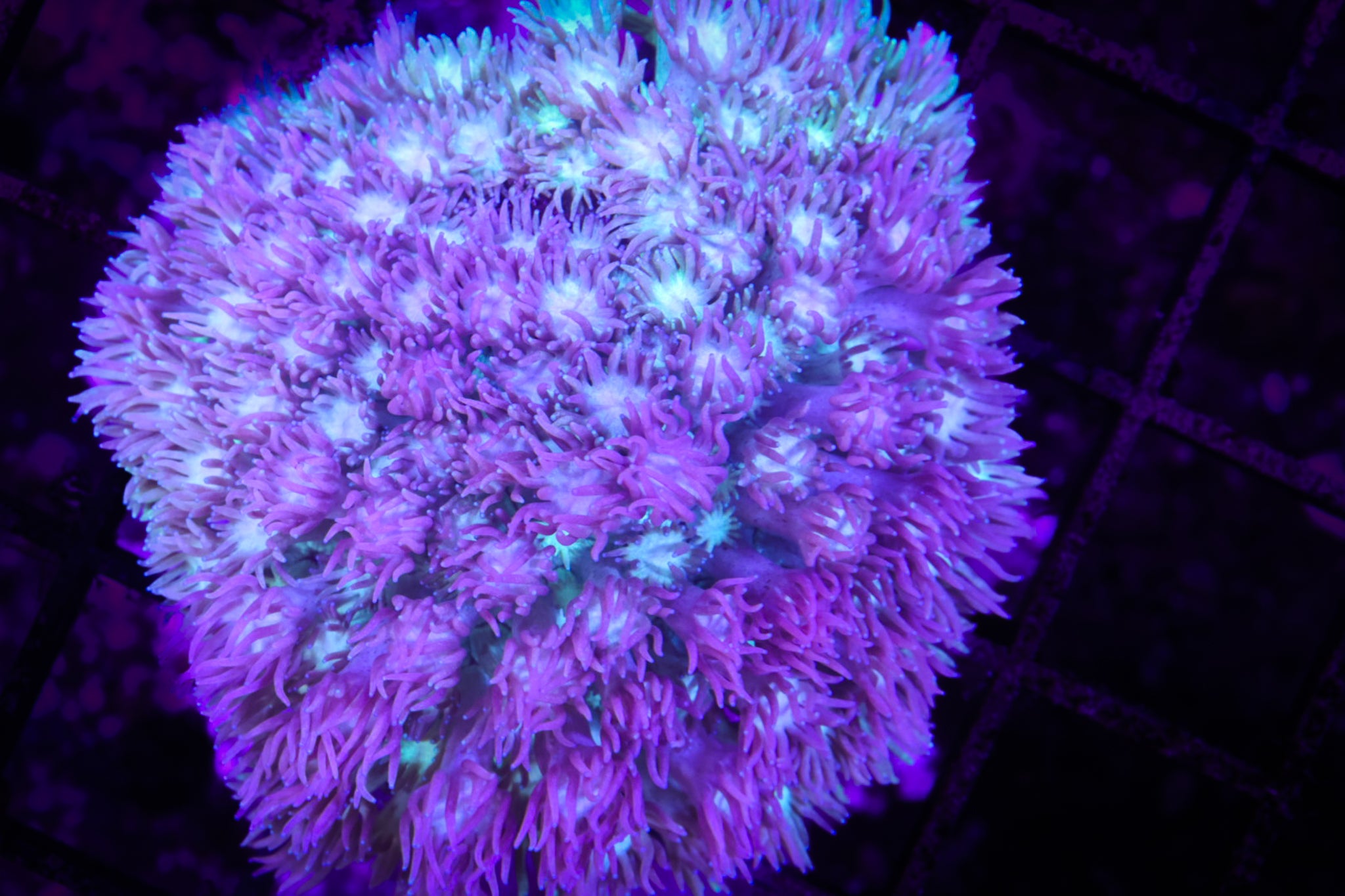 BEC Pastel Rainbow Goni (XL) WYSIWYG