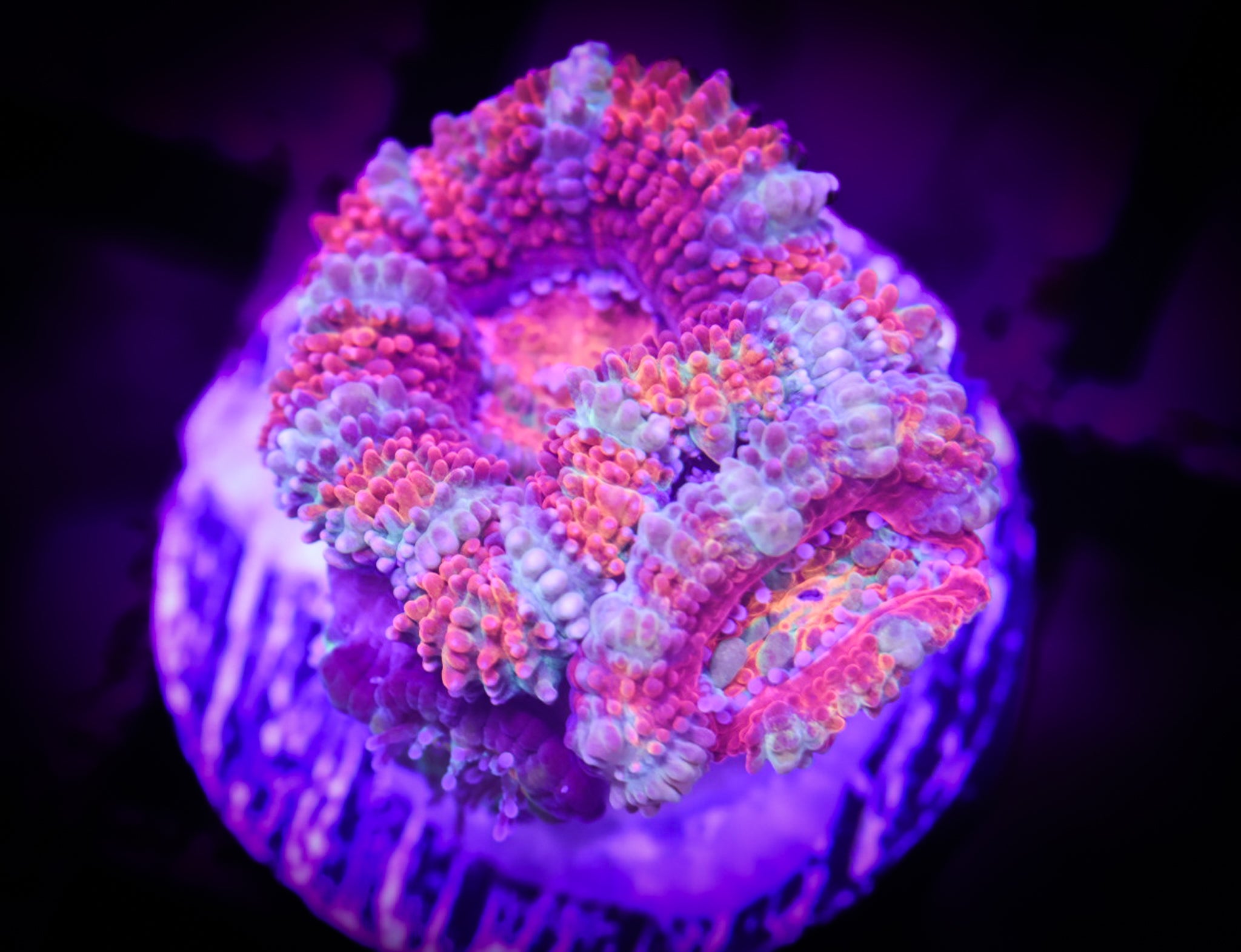 BEC Ultra Rainbow Japanese acans WYSIWYG