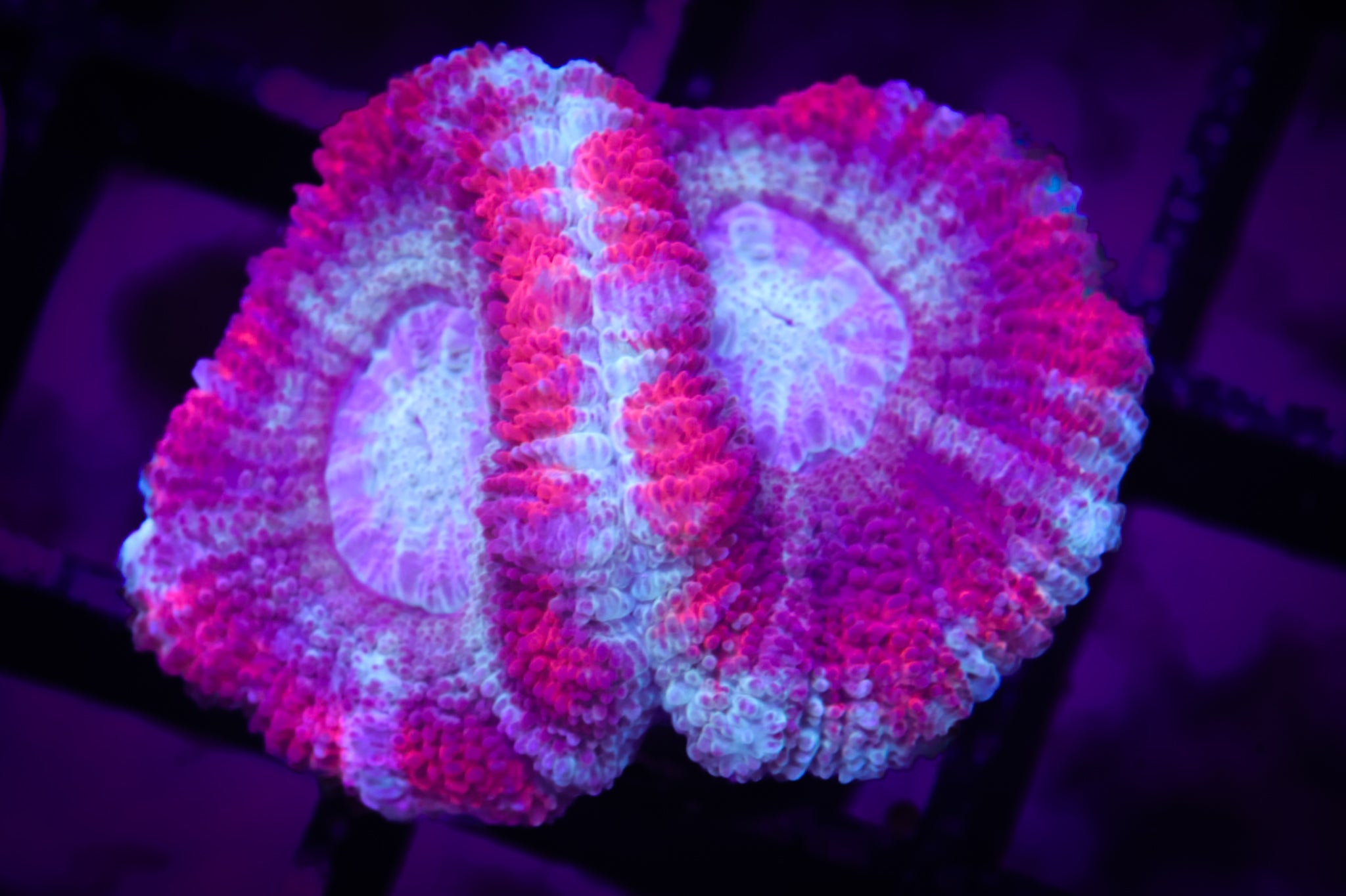 BEC Ultra Japanese acans WYSIWYG