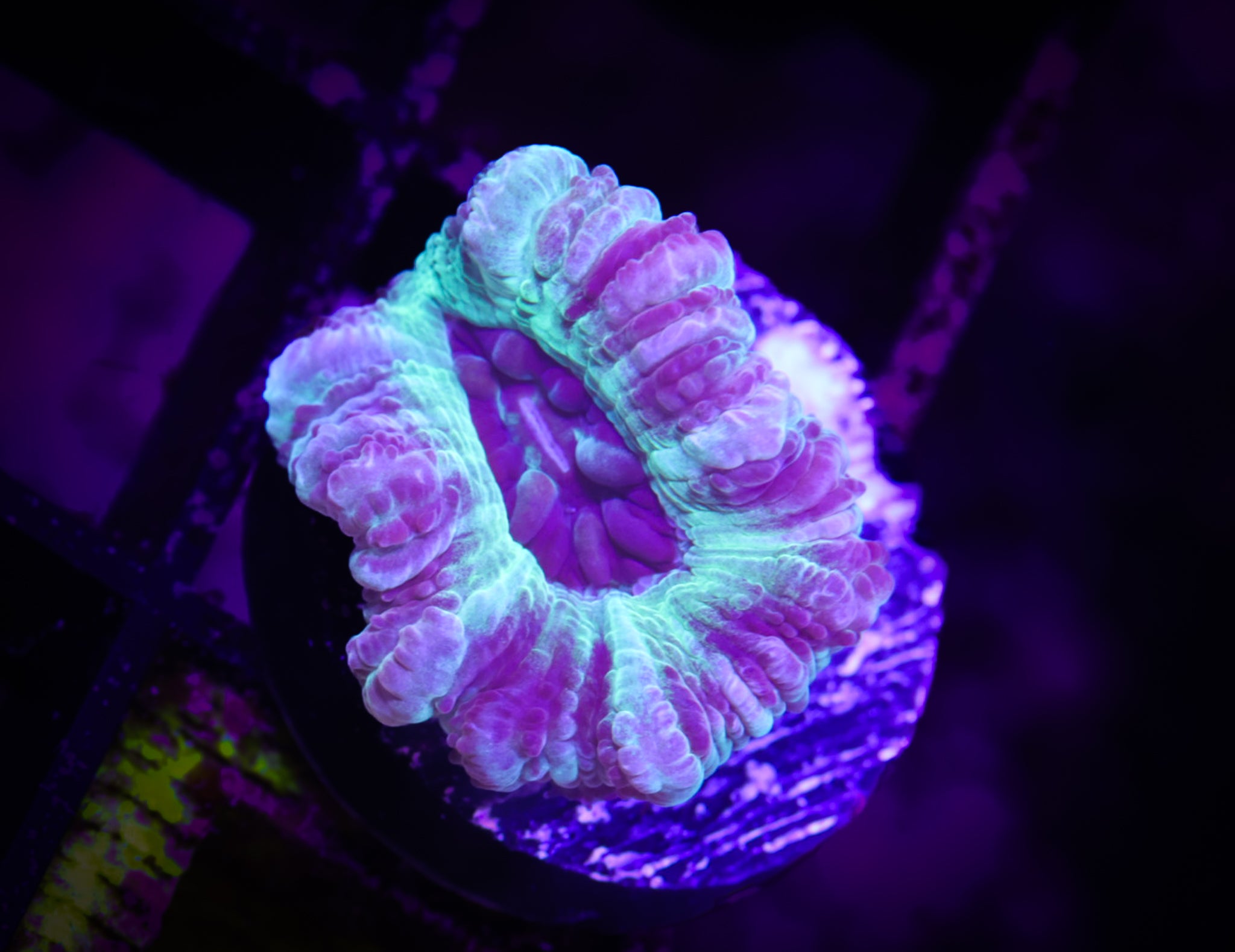 BEC Ultra Japanese acans WYSIWYG