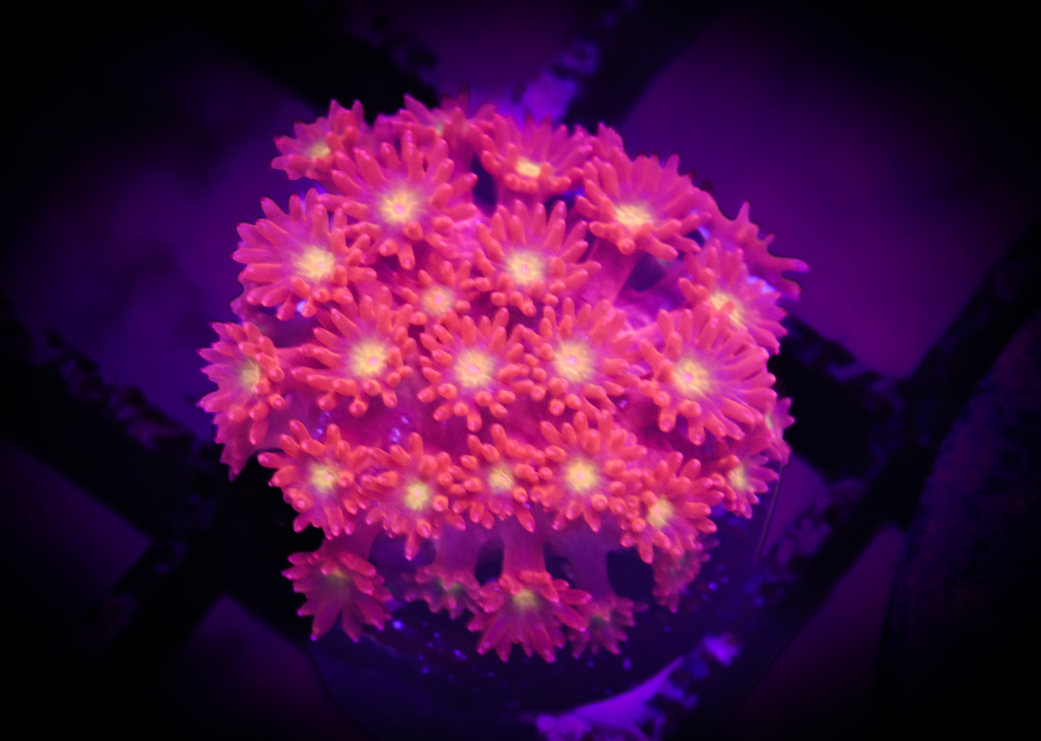 BEC WannaBe Amazeball WYSIWYG (Copy)