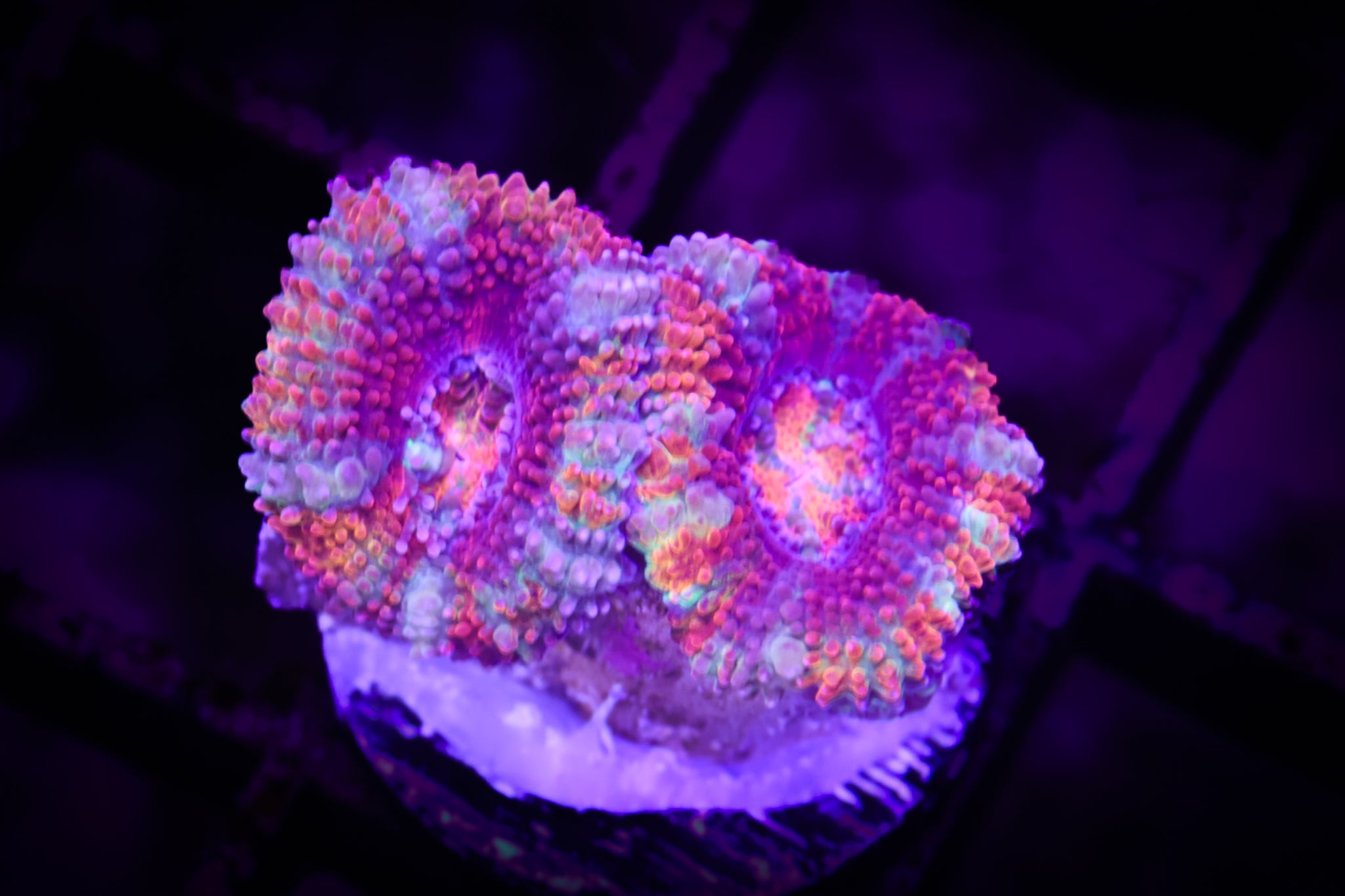 BEC Ultra Rainbow Japanese acans WYSIWYG