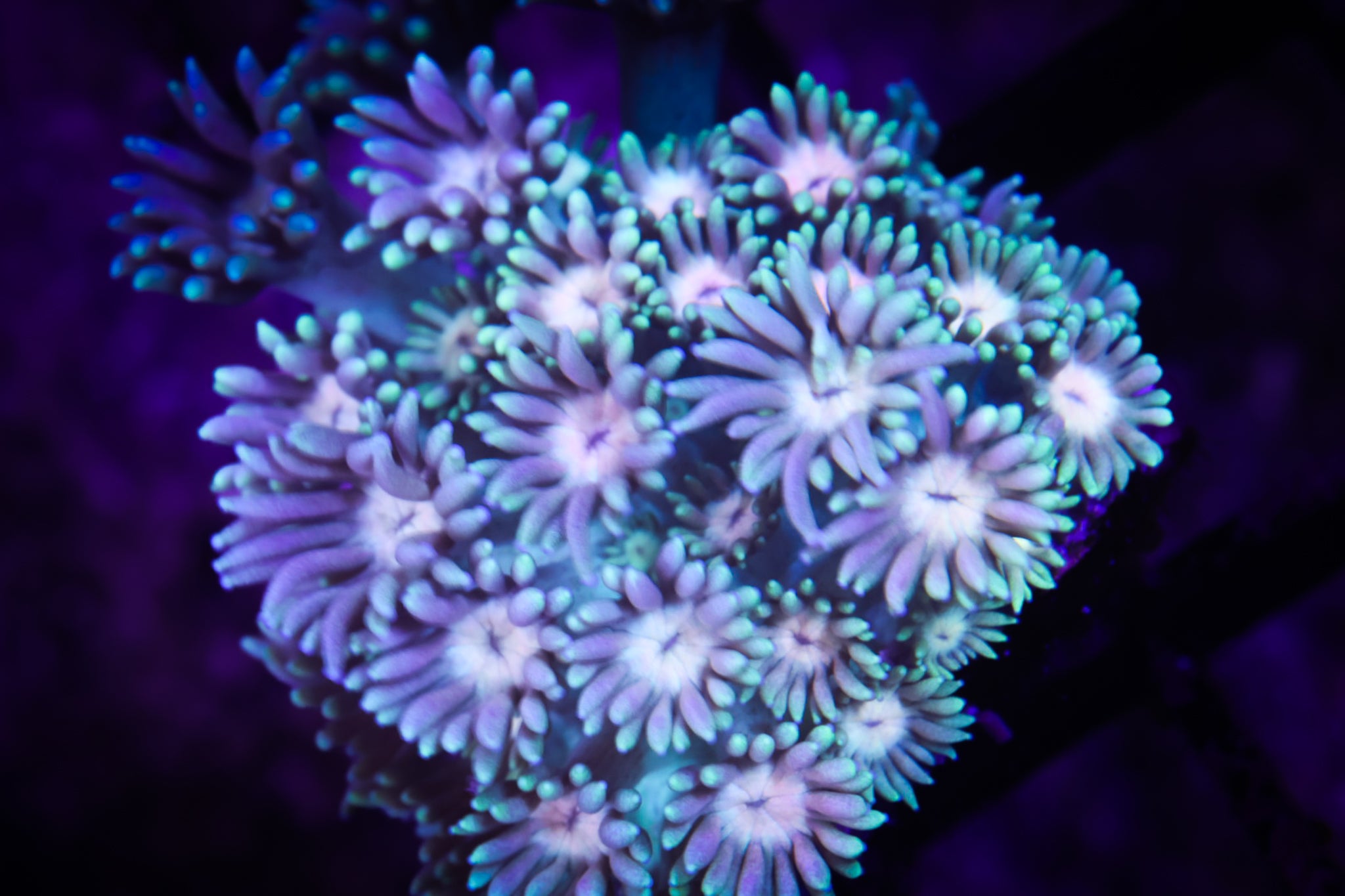 BEC Pastel Rainbow Goni WYSIWYG