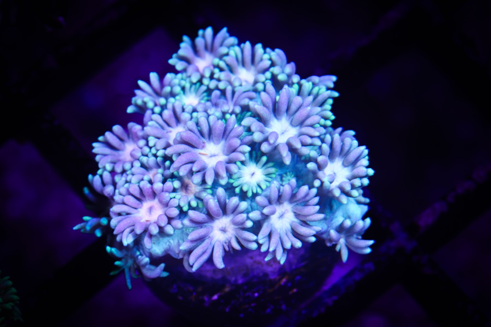 BEC Pastel Rainbow Goni WYSIWYG