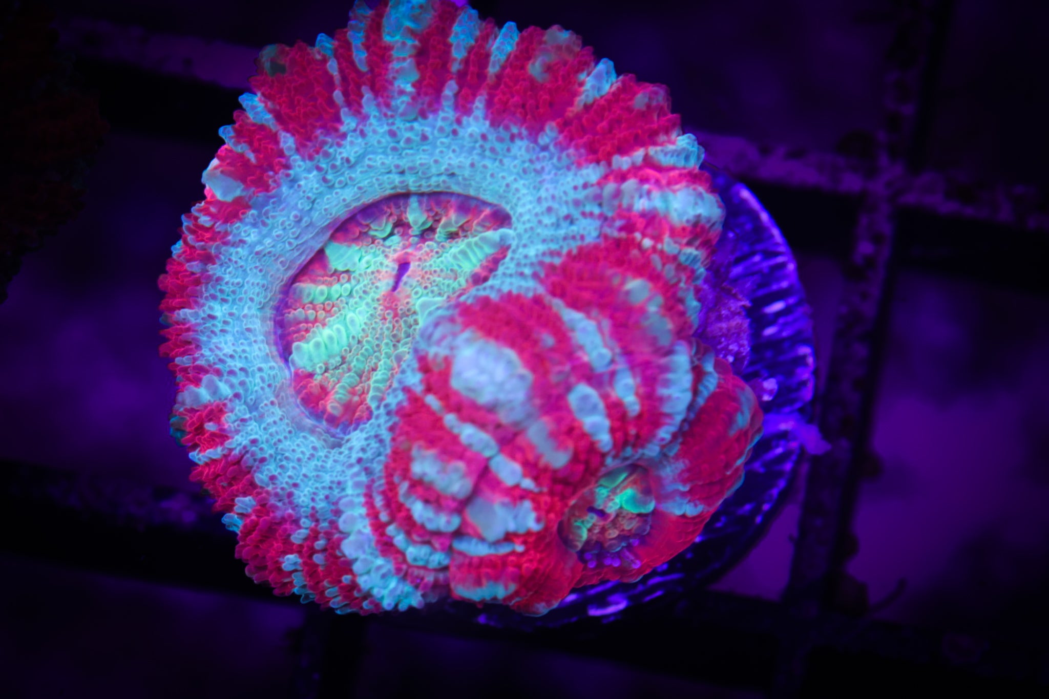 BEC Ultra Japanese acans WYSIWYG