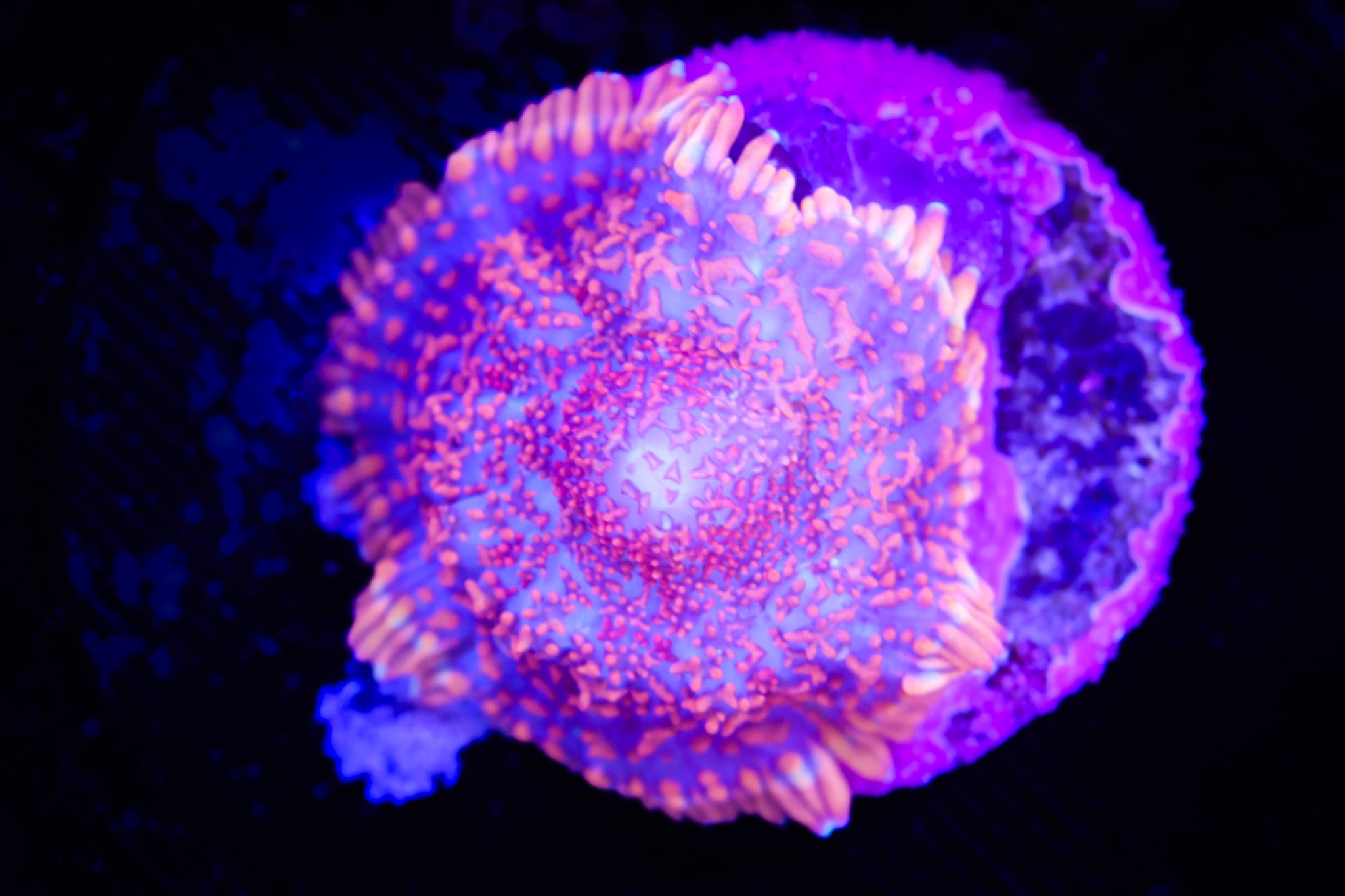 Rainbow Rhodactis WYSIWYG