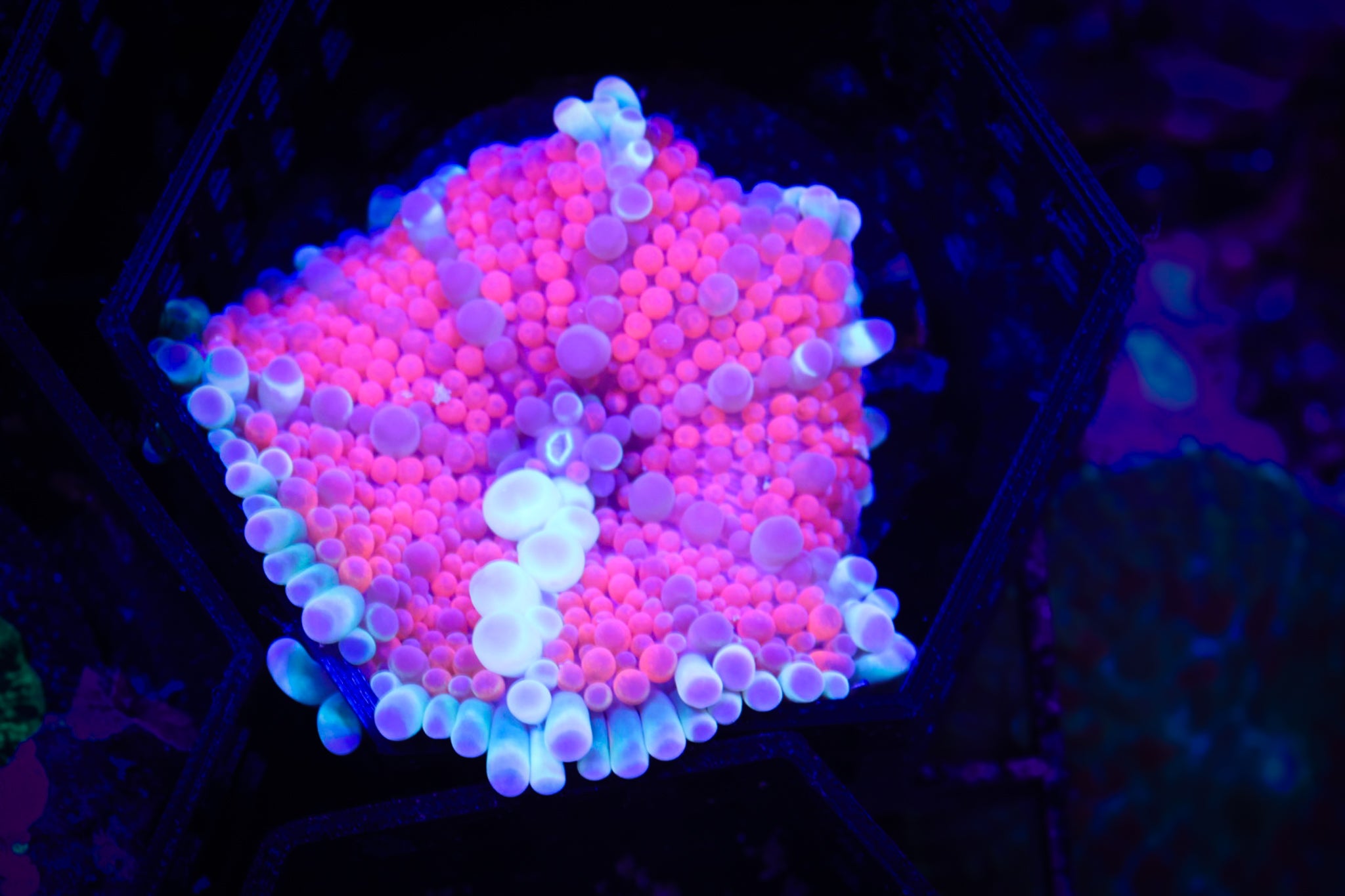 Plum Crazy Ultra Yuma WYSIWYG