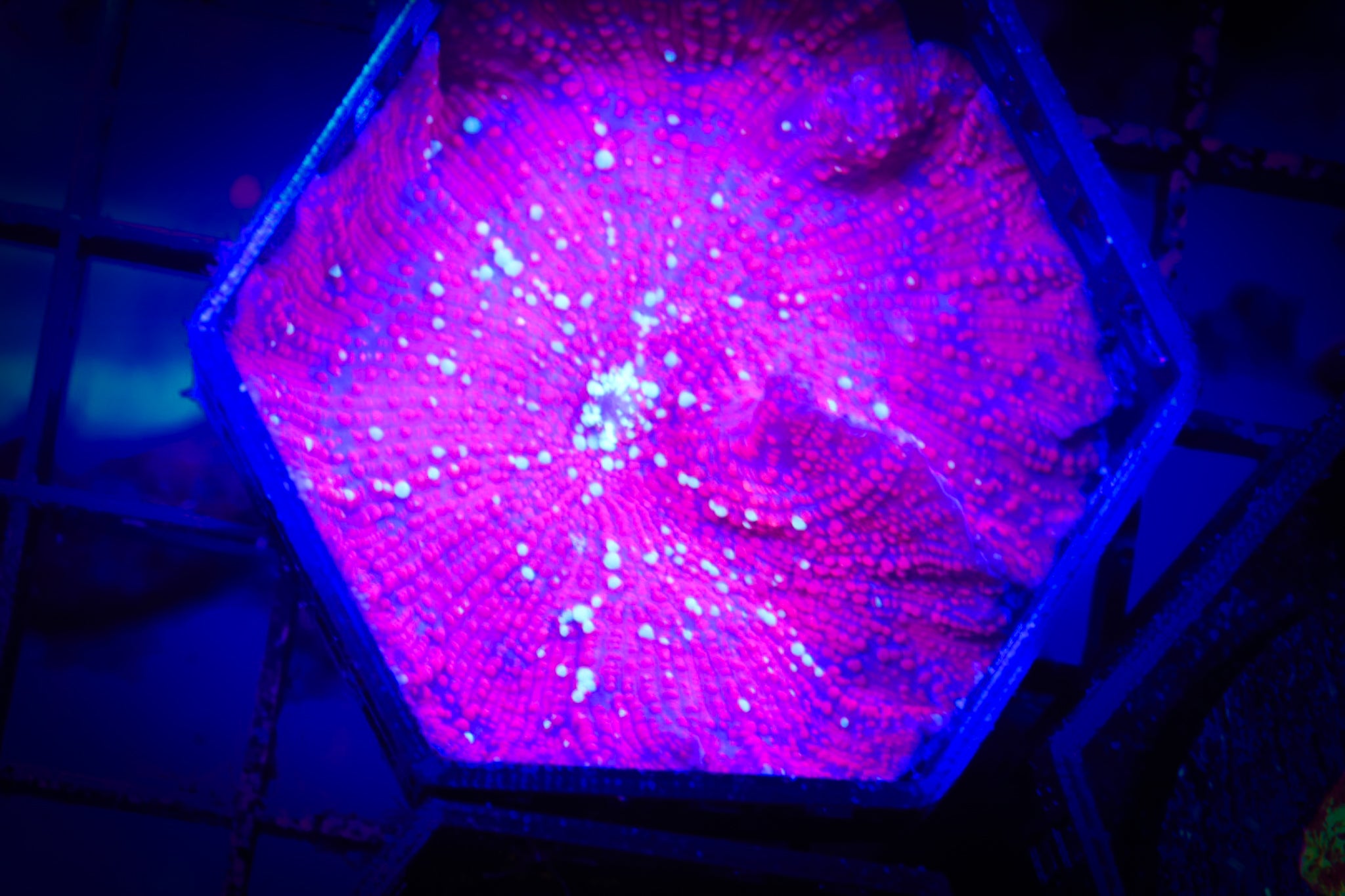 BEC Speckled Disco WYSIWYG