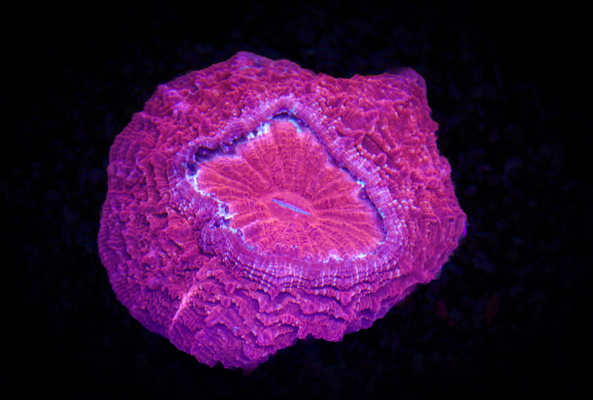 Ultra Deep Red Acantho (L) WYSIWYG