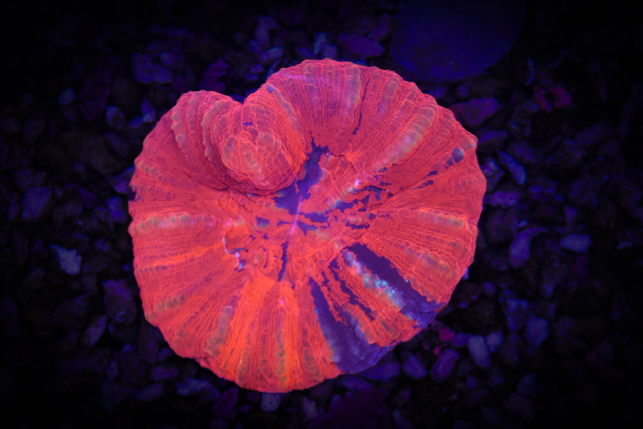 BEC Warpaint WYSIWYG