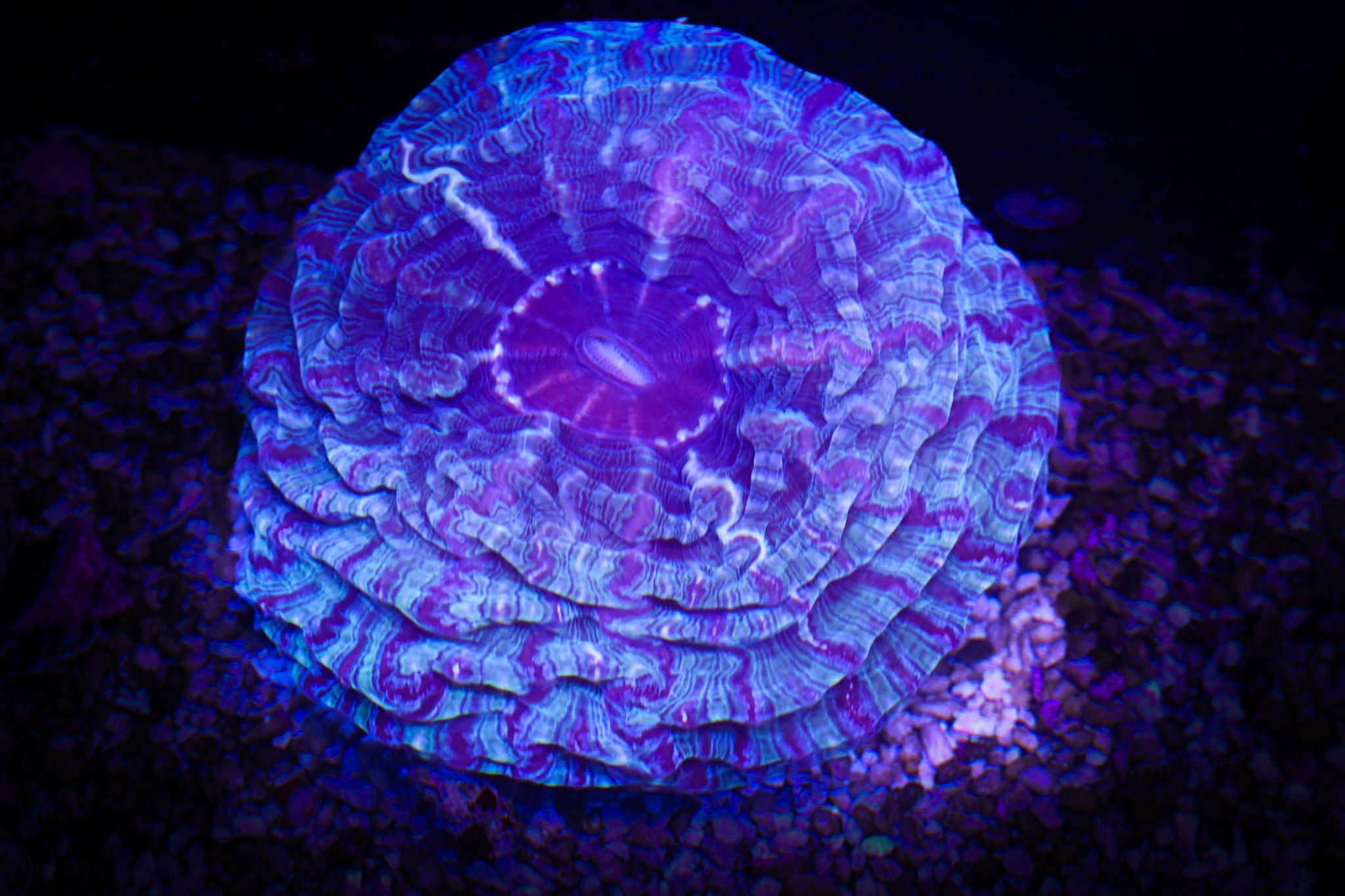 BEC Deep Space Cynarina (XL) WYSIWYG