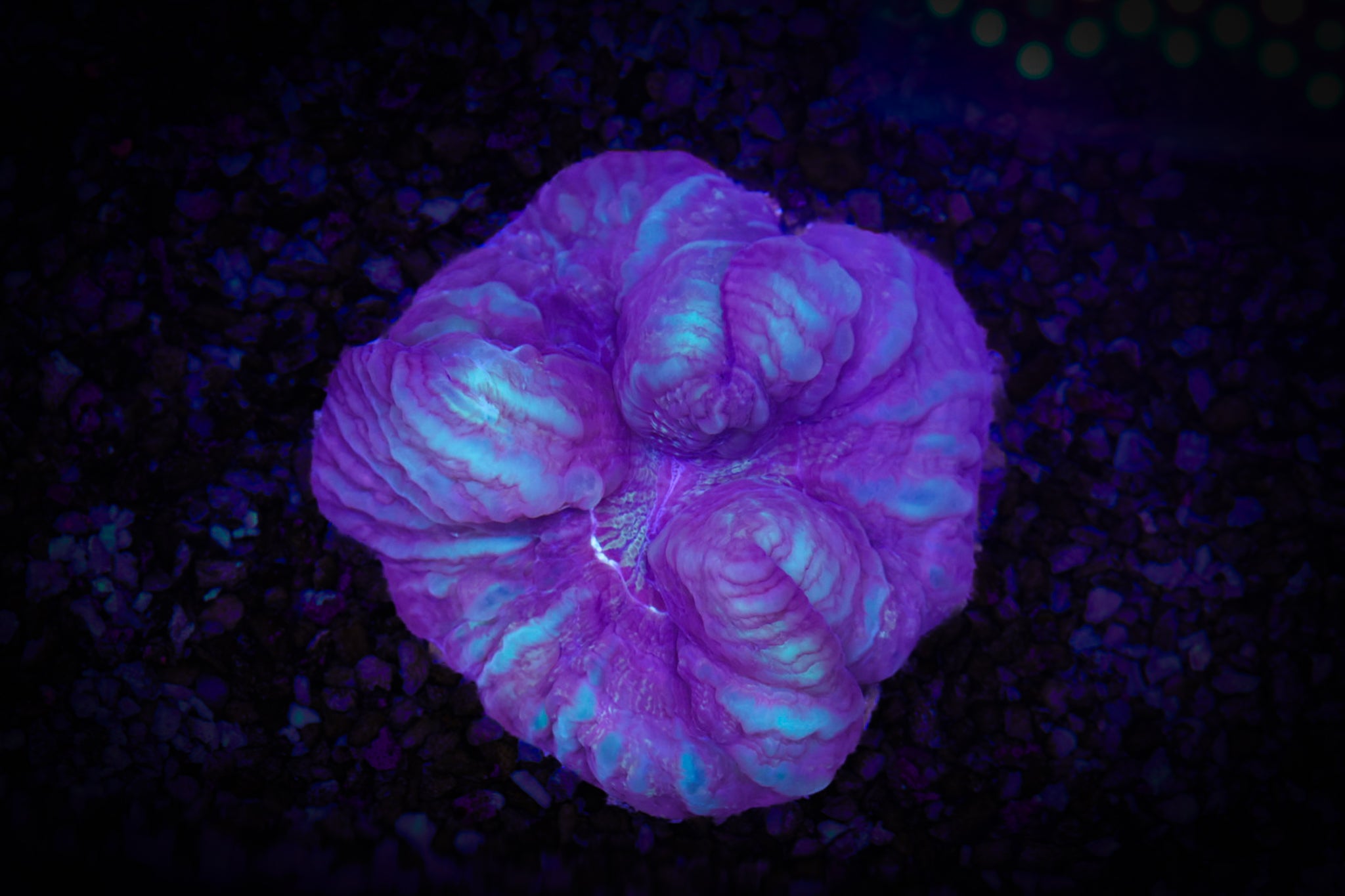 BEC Alien Brain Cynarina WYSIWYG