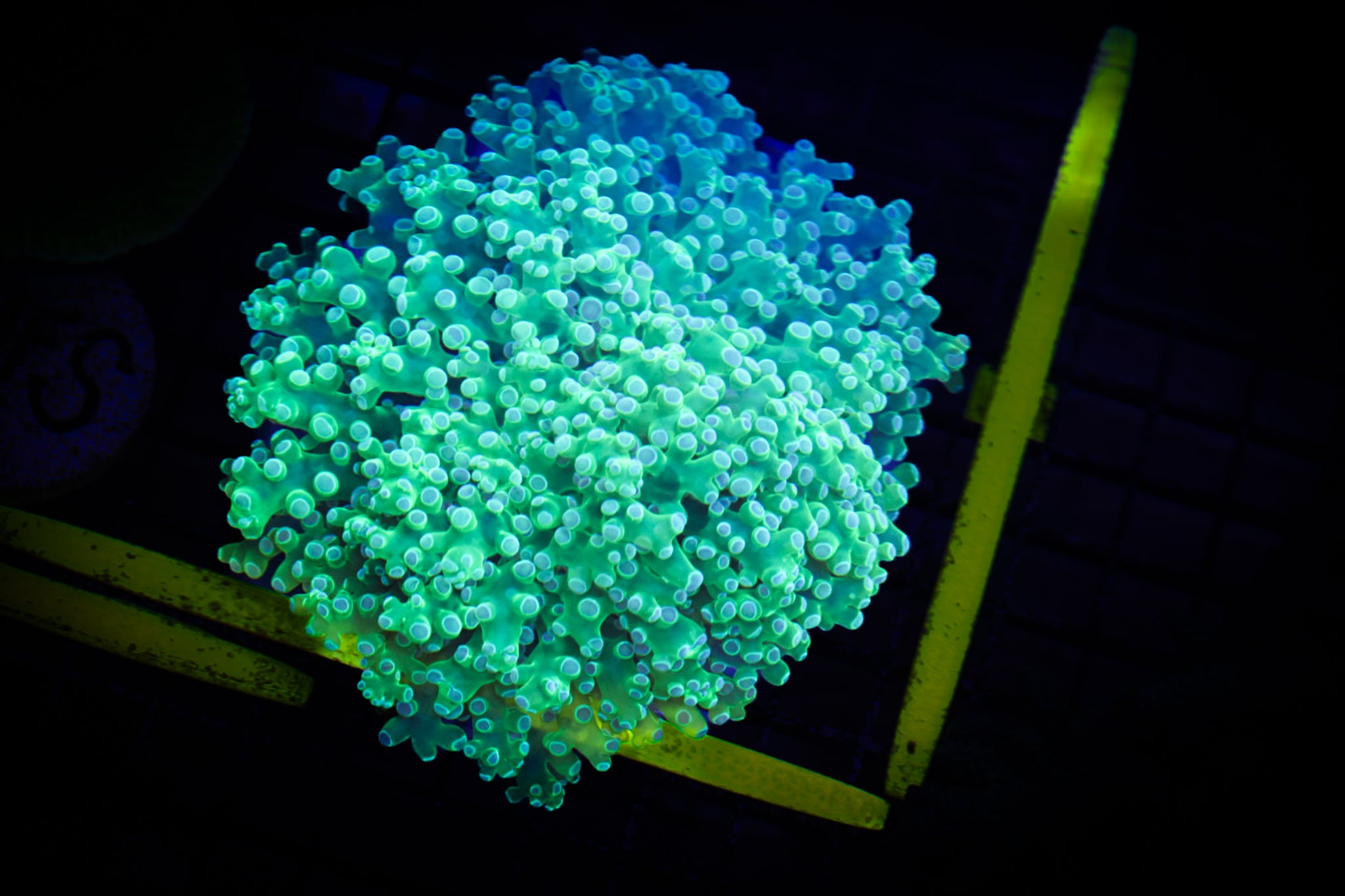 BEC Neon Green Wall Frogspawn WYSIWYG