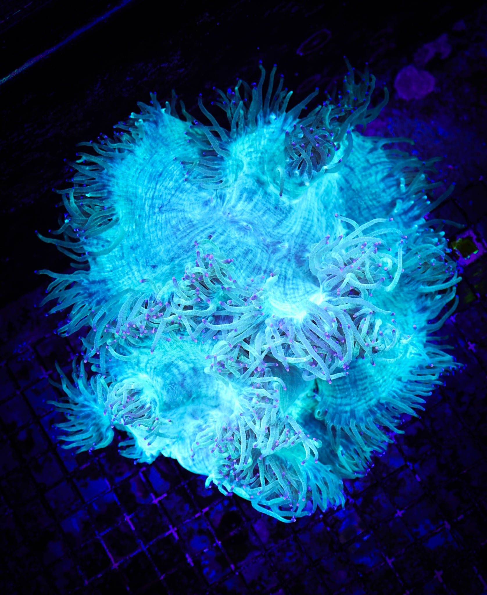 BEC Blue/Purple tip Elegance (XXL) WYSIWYG