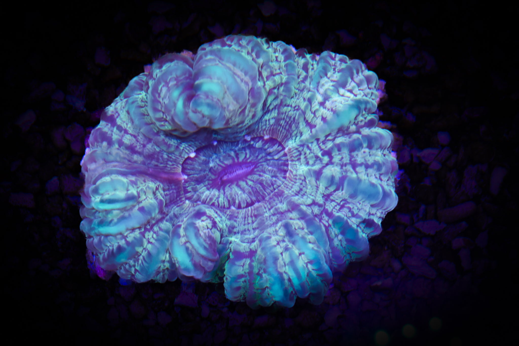 BEC Green Cynarina WYSIWYG