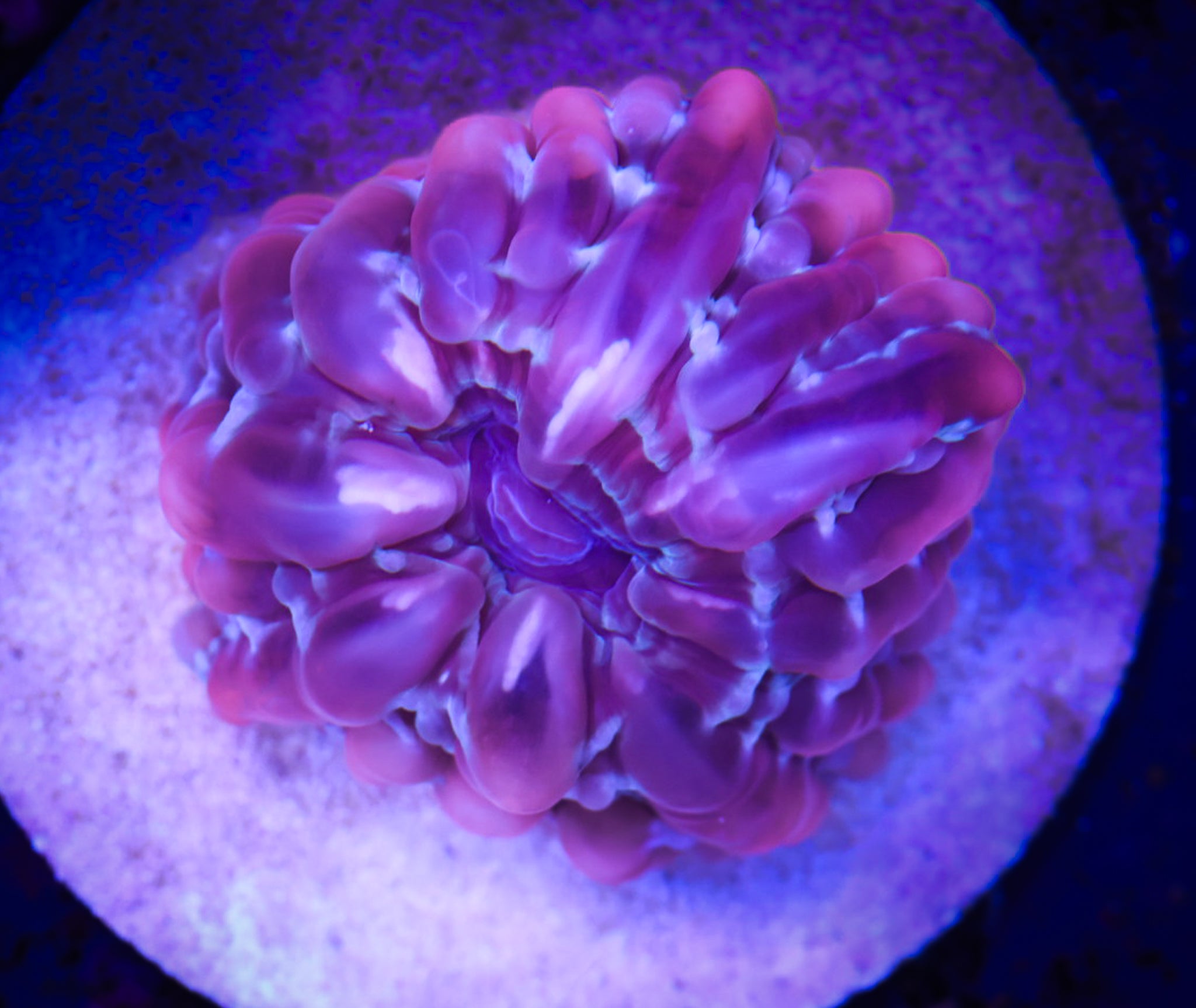 BEC Pink Diamond Button Cynarina WYSIWYG