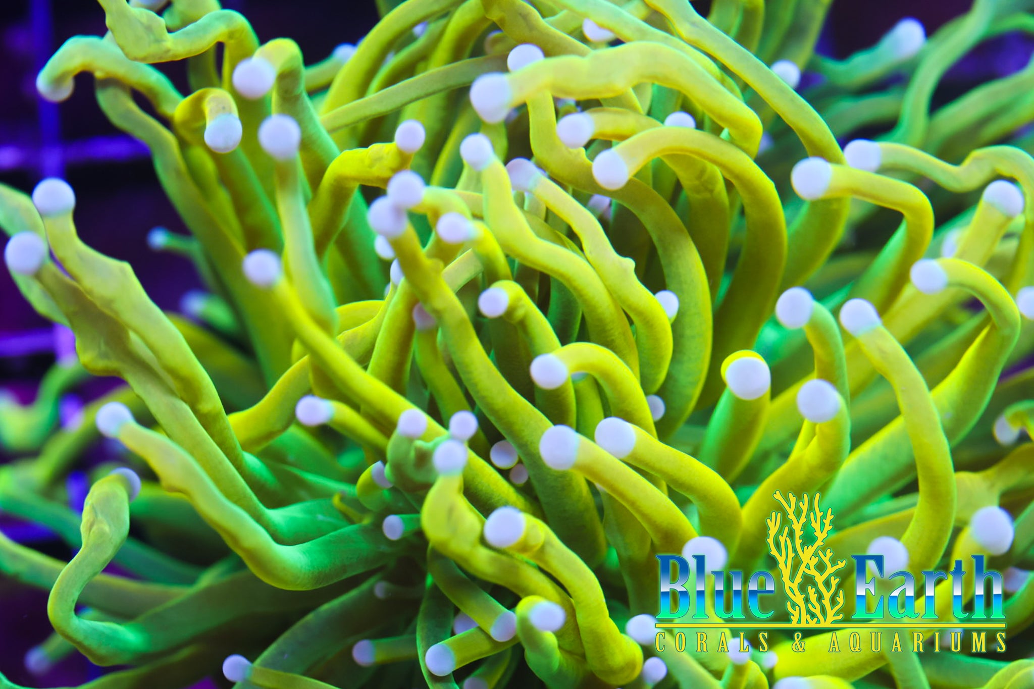 Banana Grail (Splitter) WYSIWYG