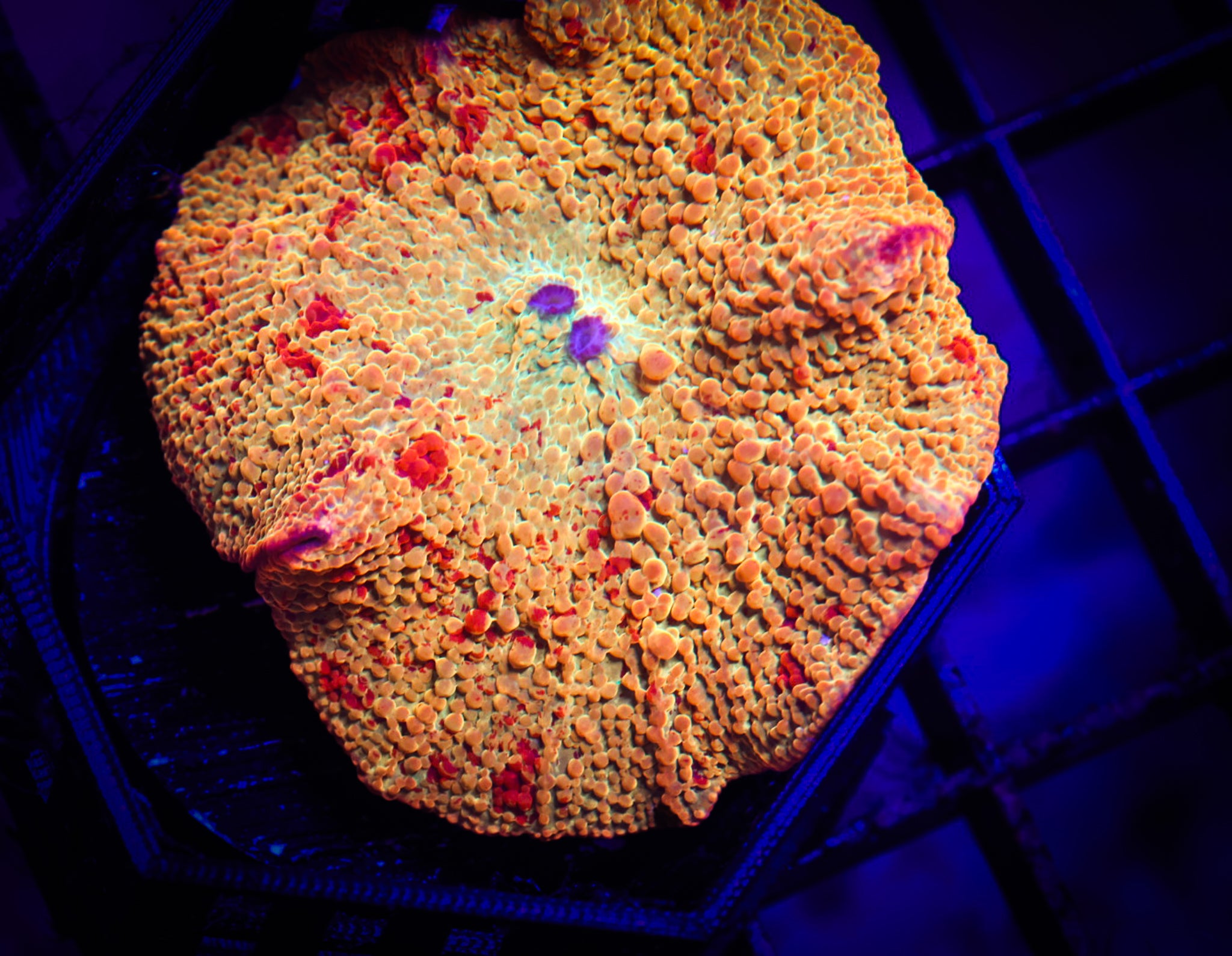 Tie Dye Jaw Breaker Shroom WYSIWYG