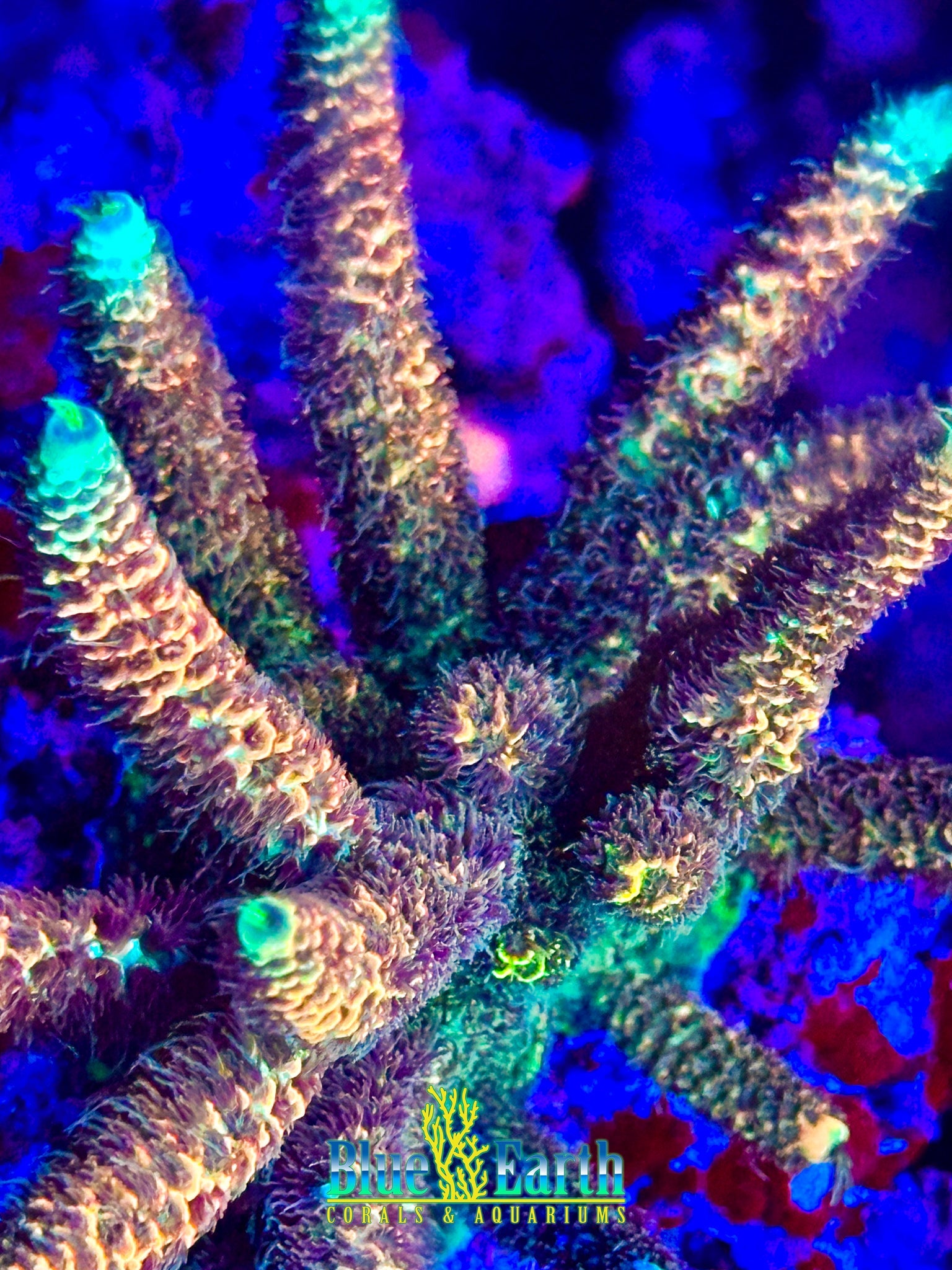 BEC Ultra Peach milli (Cut to Order 3/4"-1" Frag) NON-WYSIWYG