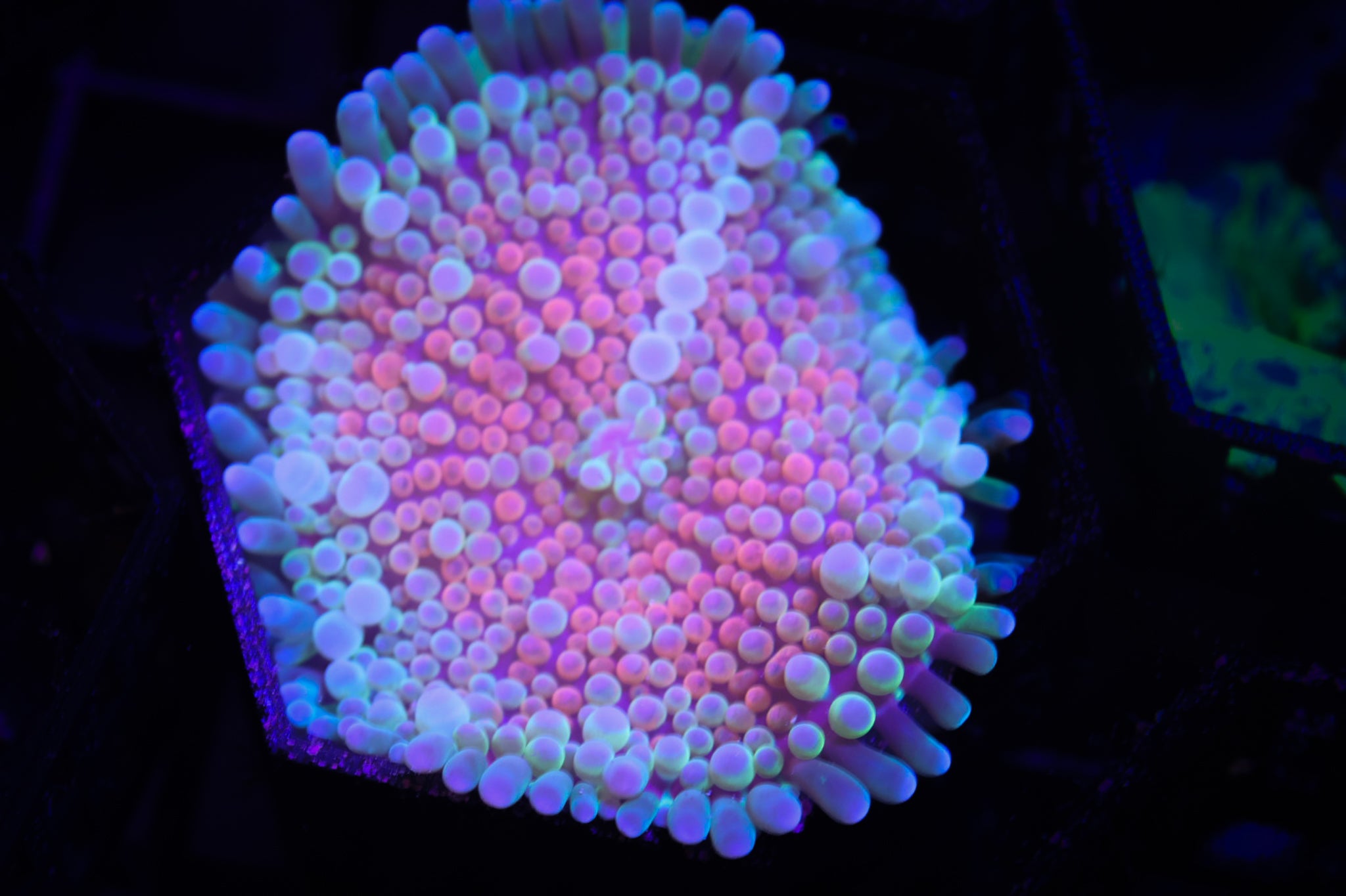 Rainbow Ultra Yuma WYSIWYG