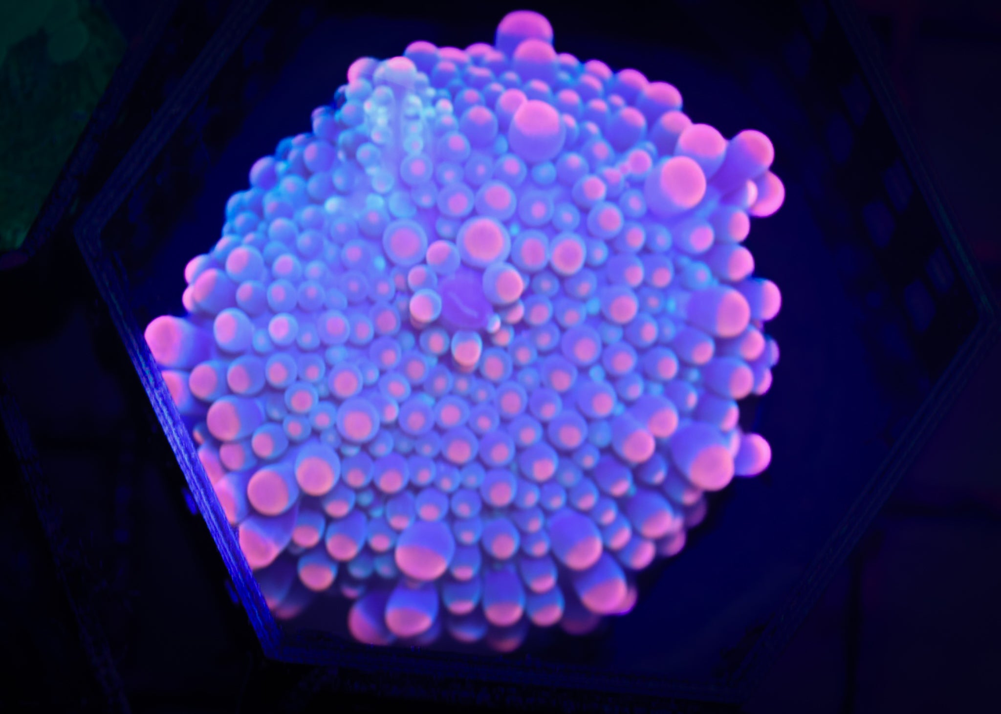 Pink Lips Ultra Yuma WYSIWYG