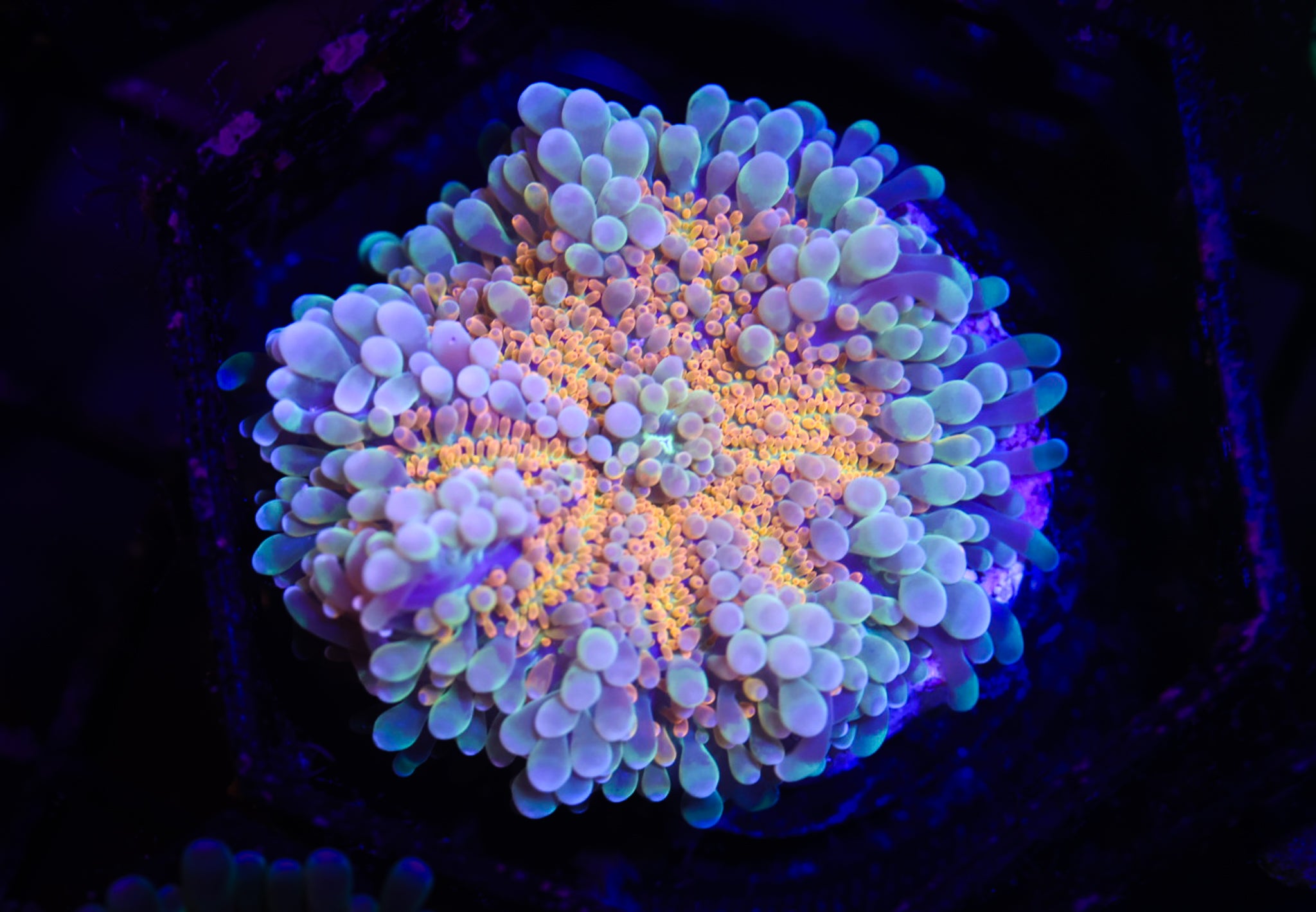 SUNNY-D Ultra Yuma WYSIWYG