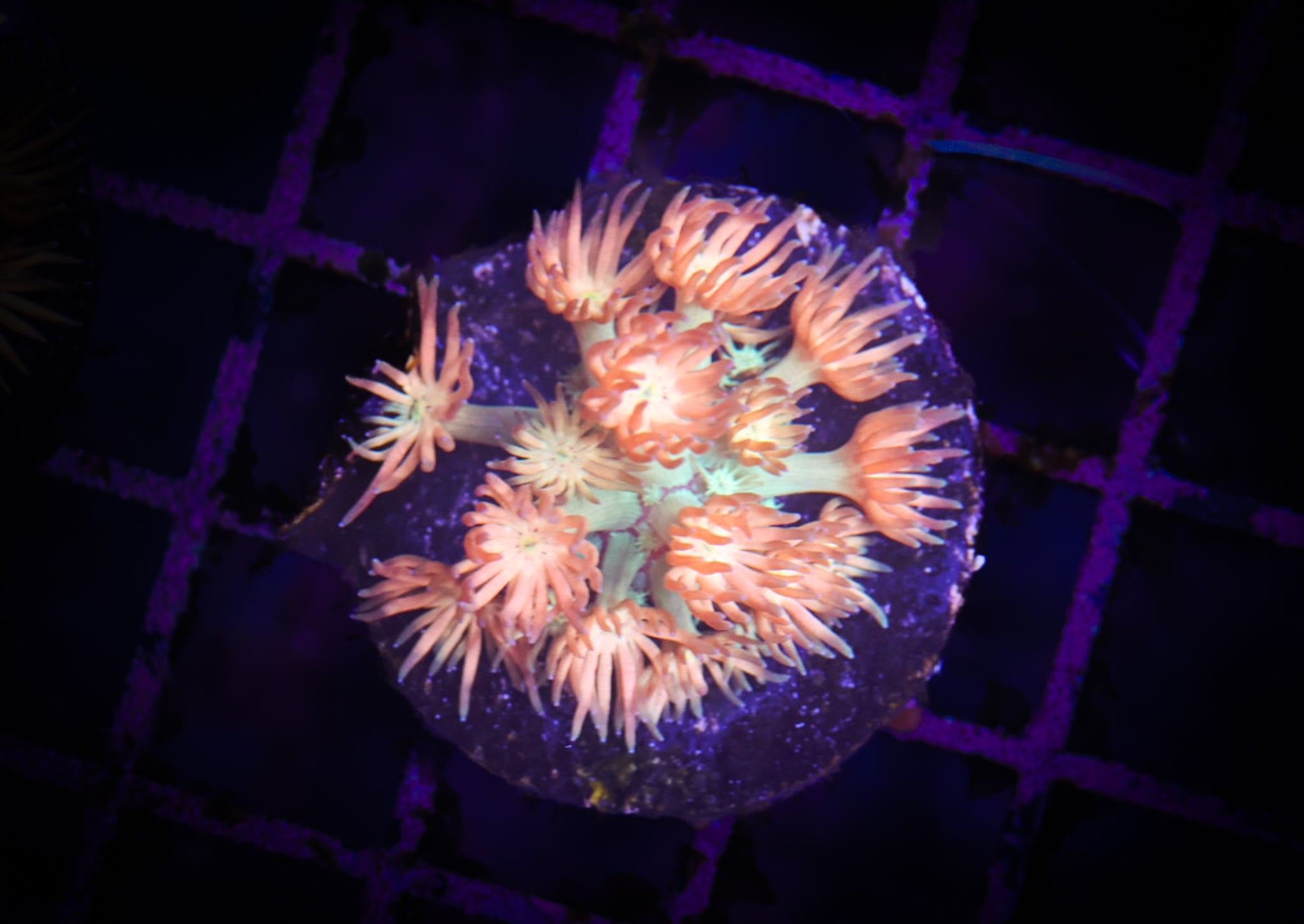 BEC Peach Smoothie Goni  WYSIWYG