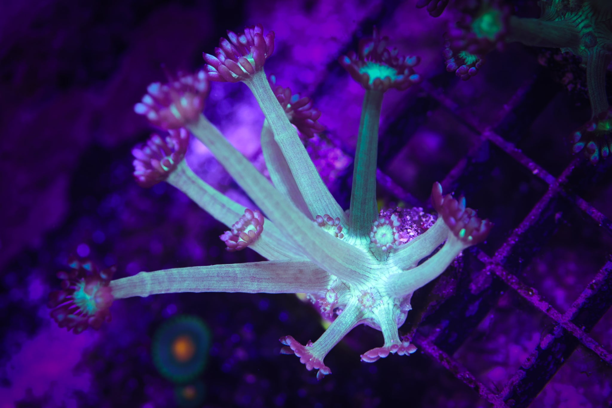 WWC Shadow Flame Goni WYSIWYG