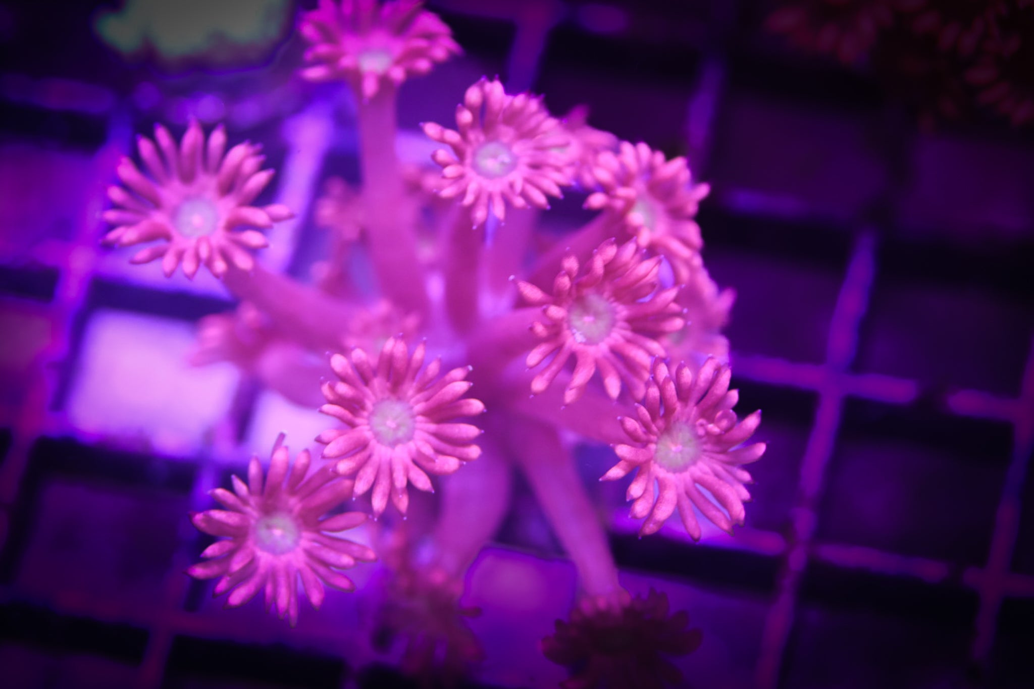 BEC Pinky Goni WYSIWYG