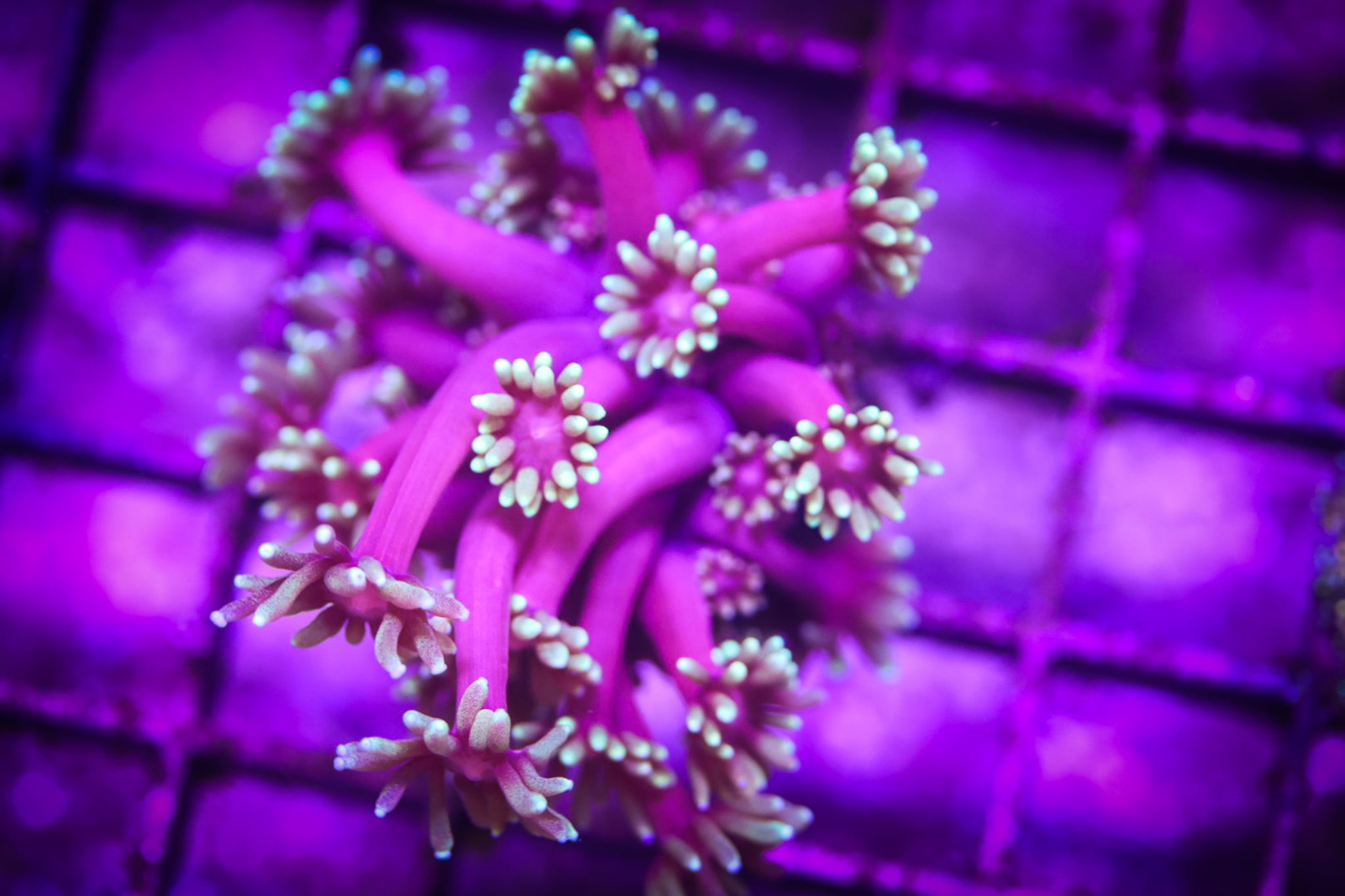 WWC HollyWood Nights Goni WYSIWYG