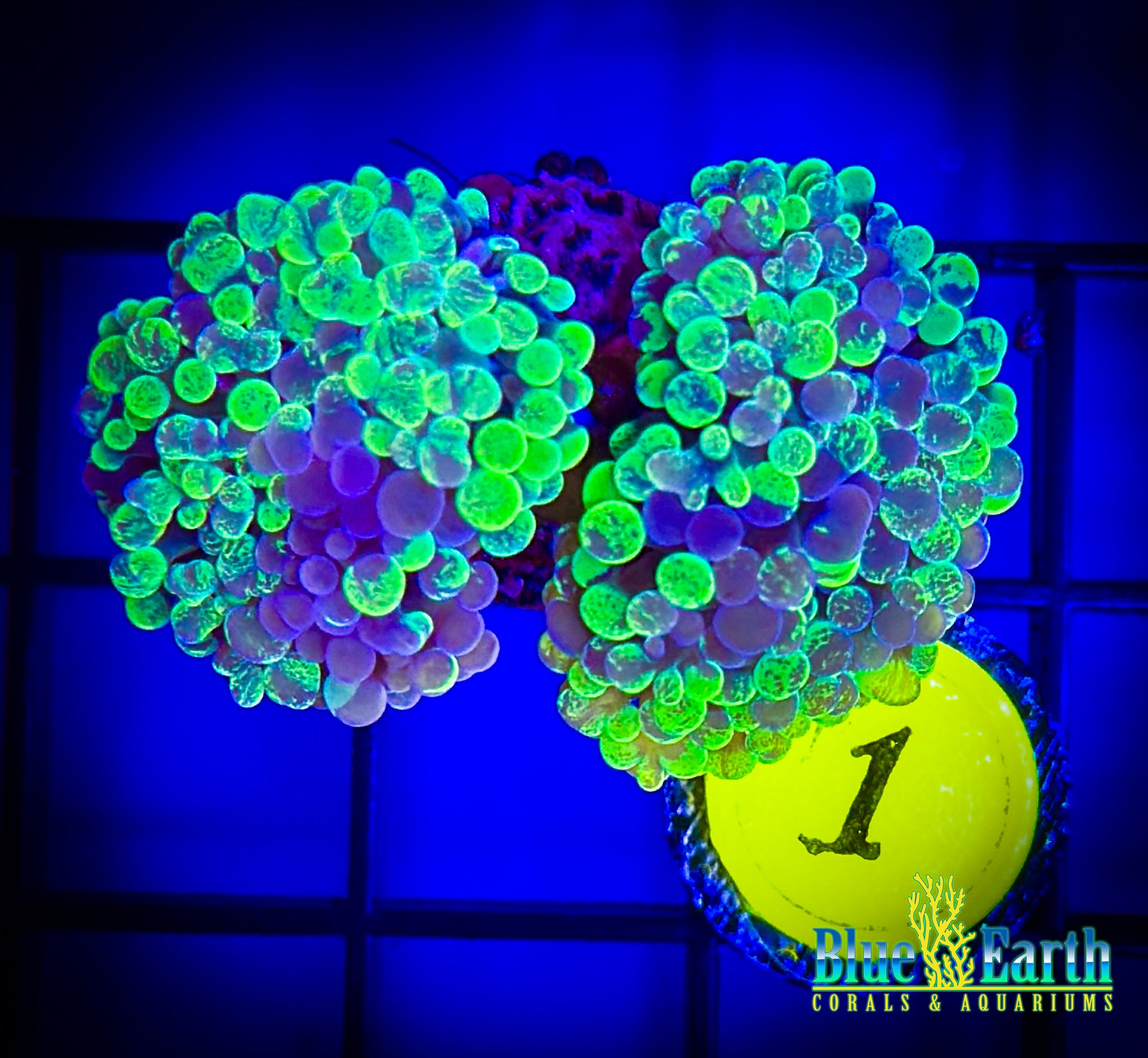 BEC Toxic Green Splatter Hammer (Double heads) WYSIWYG