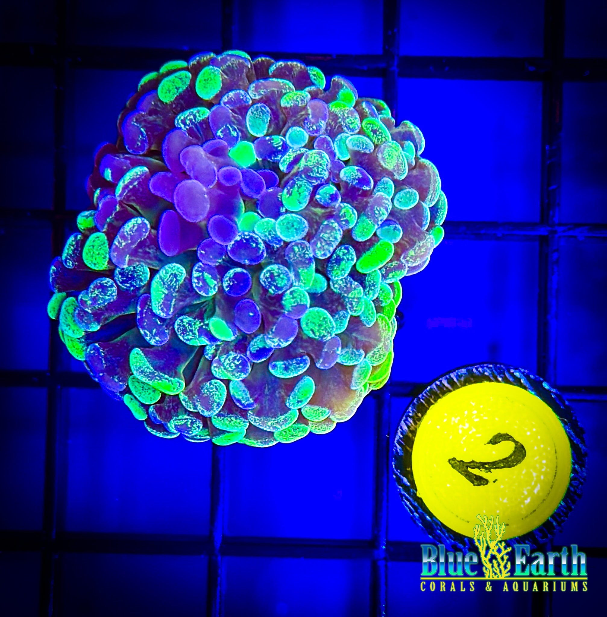 Splatter Hammer WYSIWYG