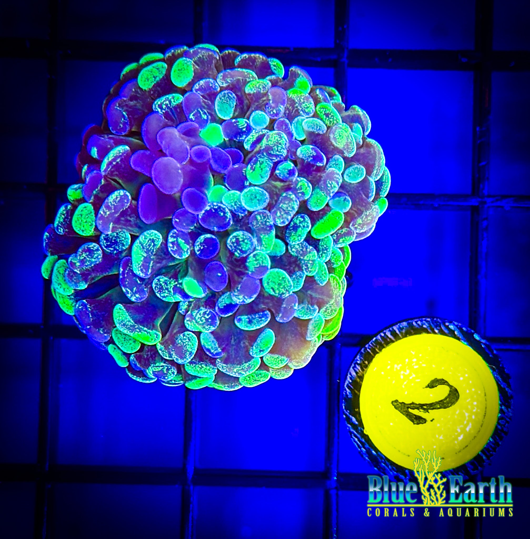 BEC Ultra Splatter Hammer WYSIWYG