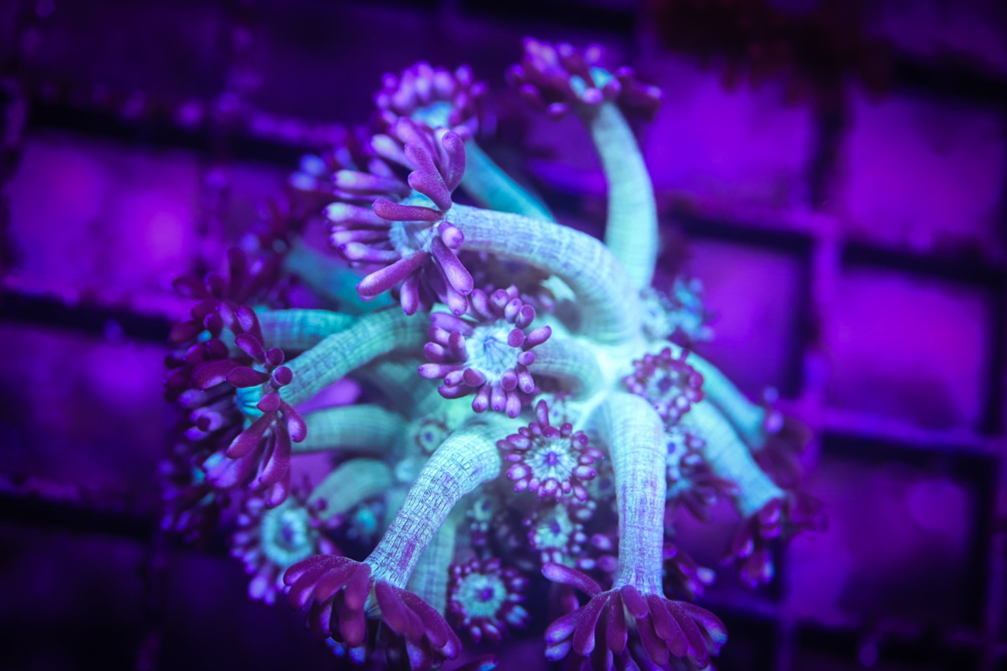 WWC Shadow Flame Goni (XL) WYSIWYG