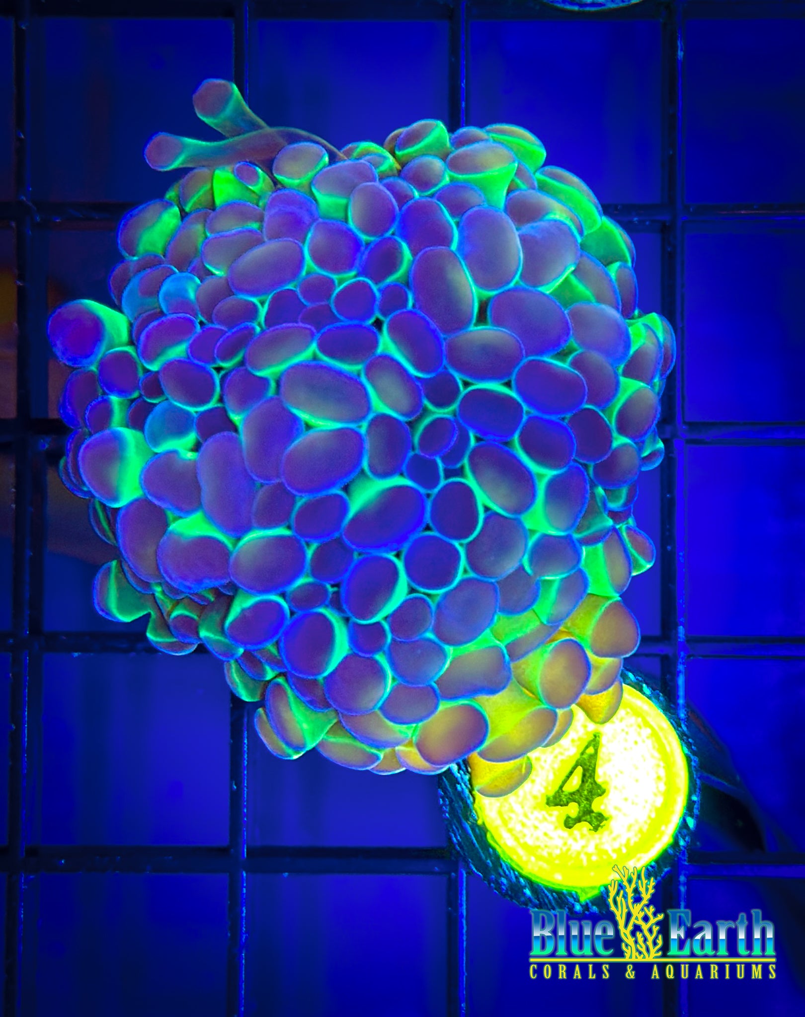 BEC Hologram Hammer WYSIWYG