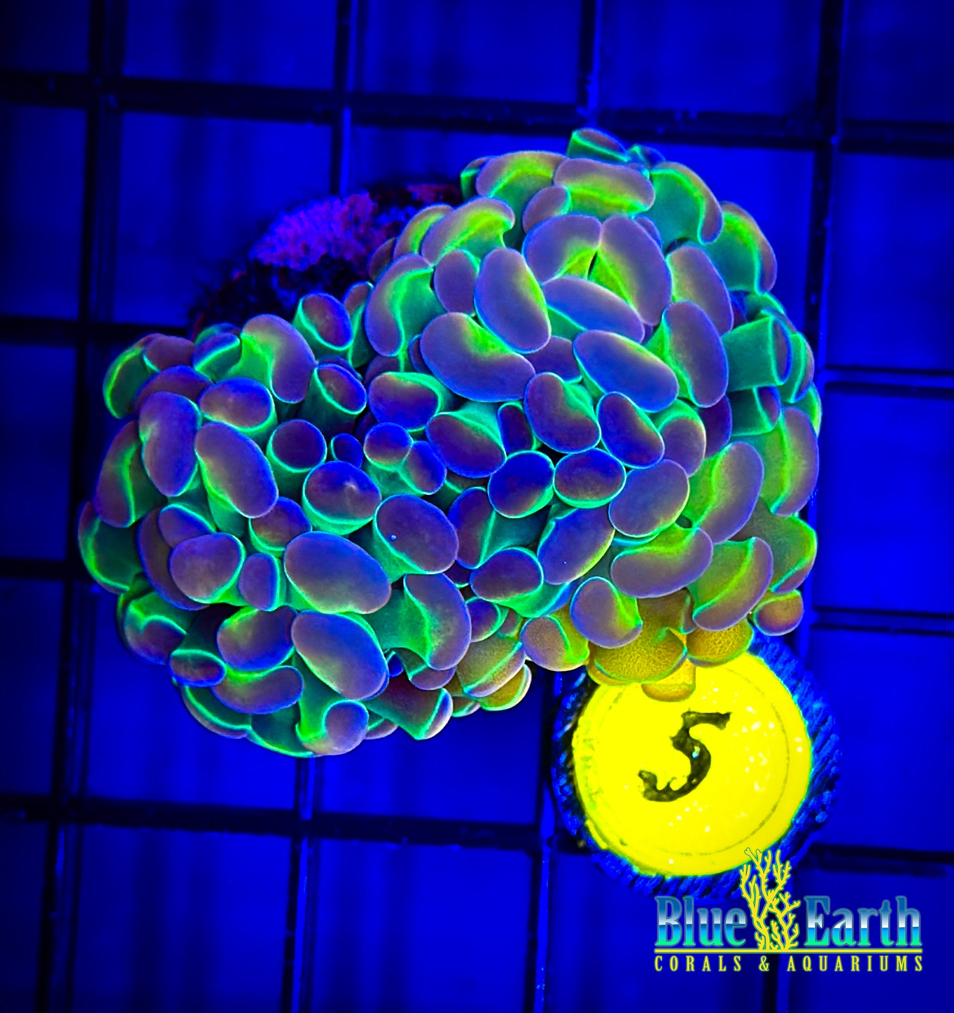 BEC Ultra Rainbow Hologram Hammer WYSIWYG