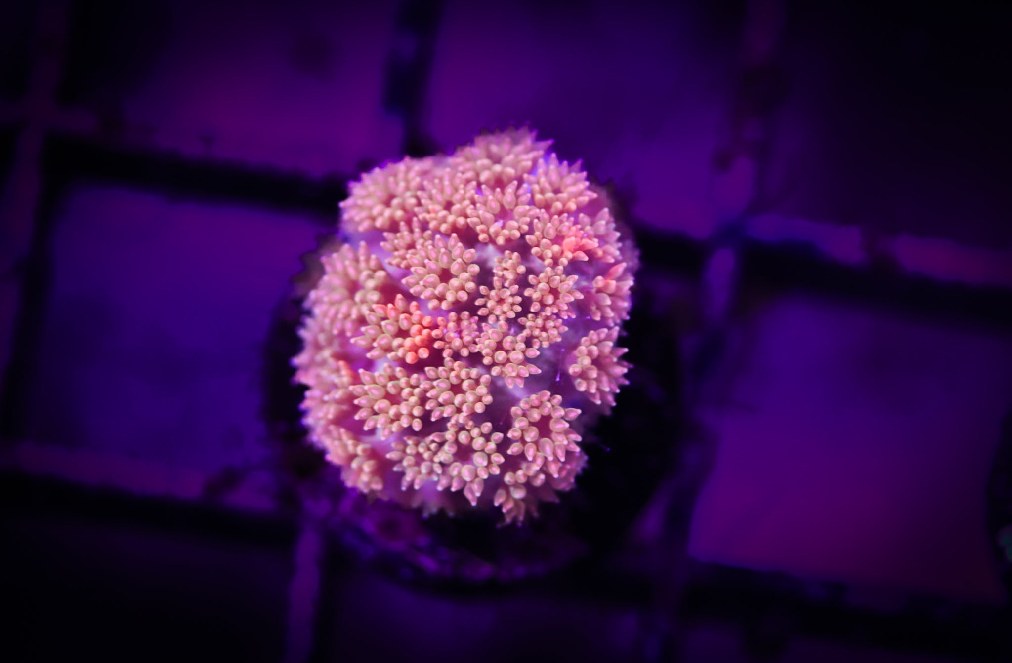 BEC Mini Graft Goni WYSIWYG