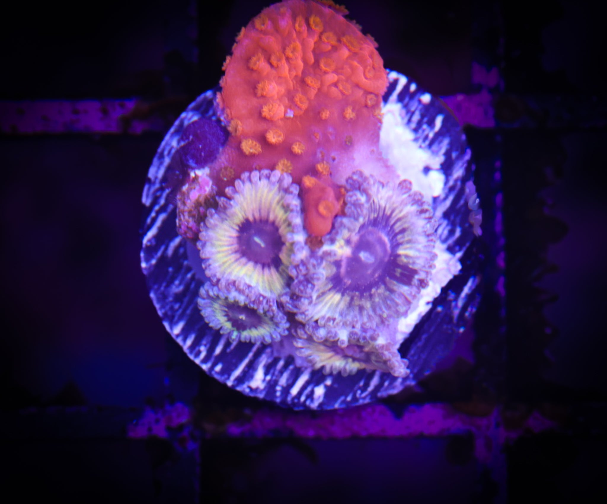 Queen Stats/ Monti Combo WYSIWYG