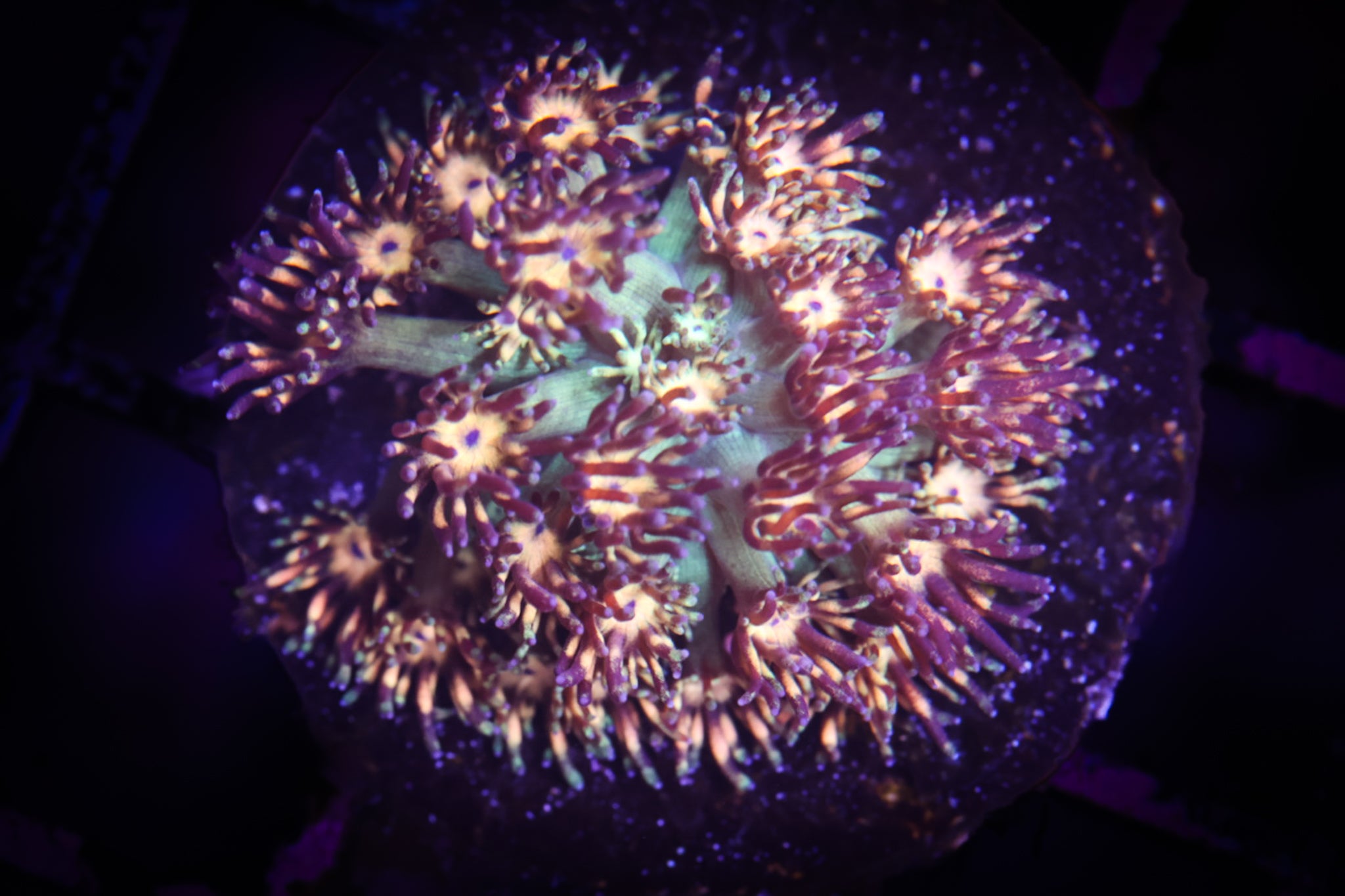 Grandmaster Goni  WYSIWYG