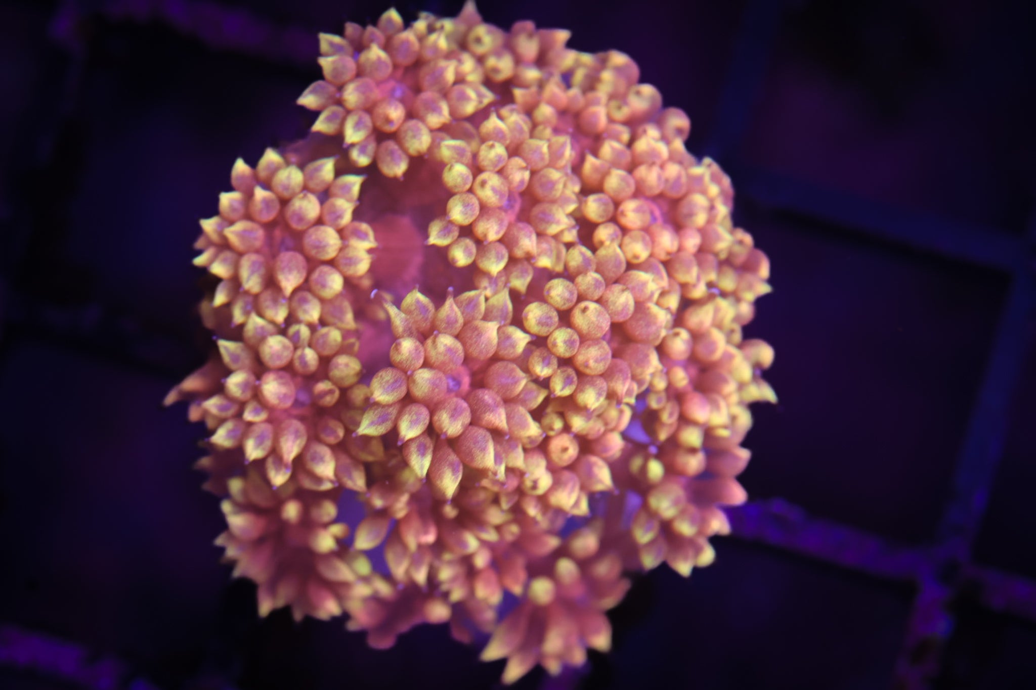 BEC Sun Burst Goni  WYSIWYG