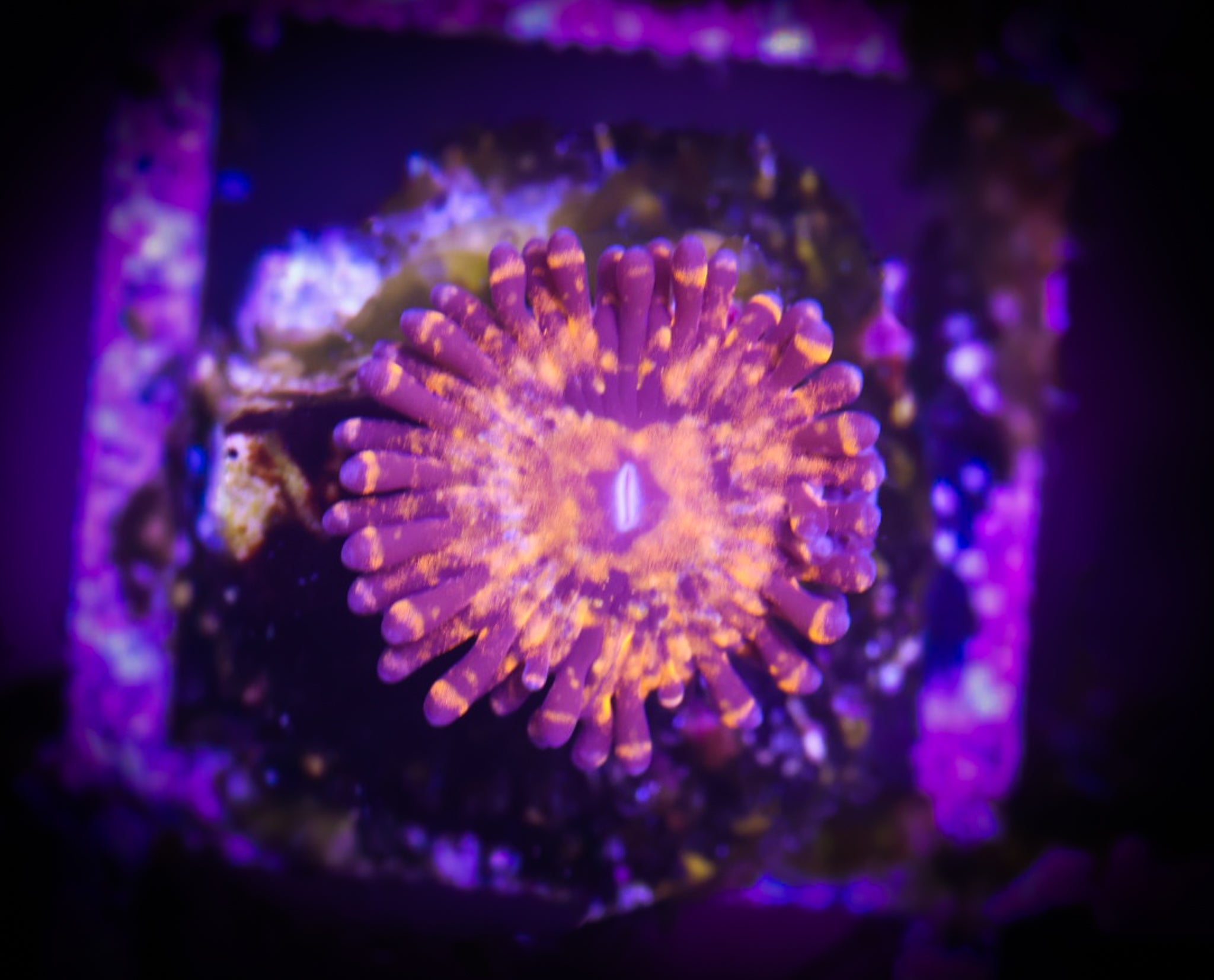 Camp Fire Zoa WYSIWYG