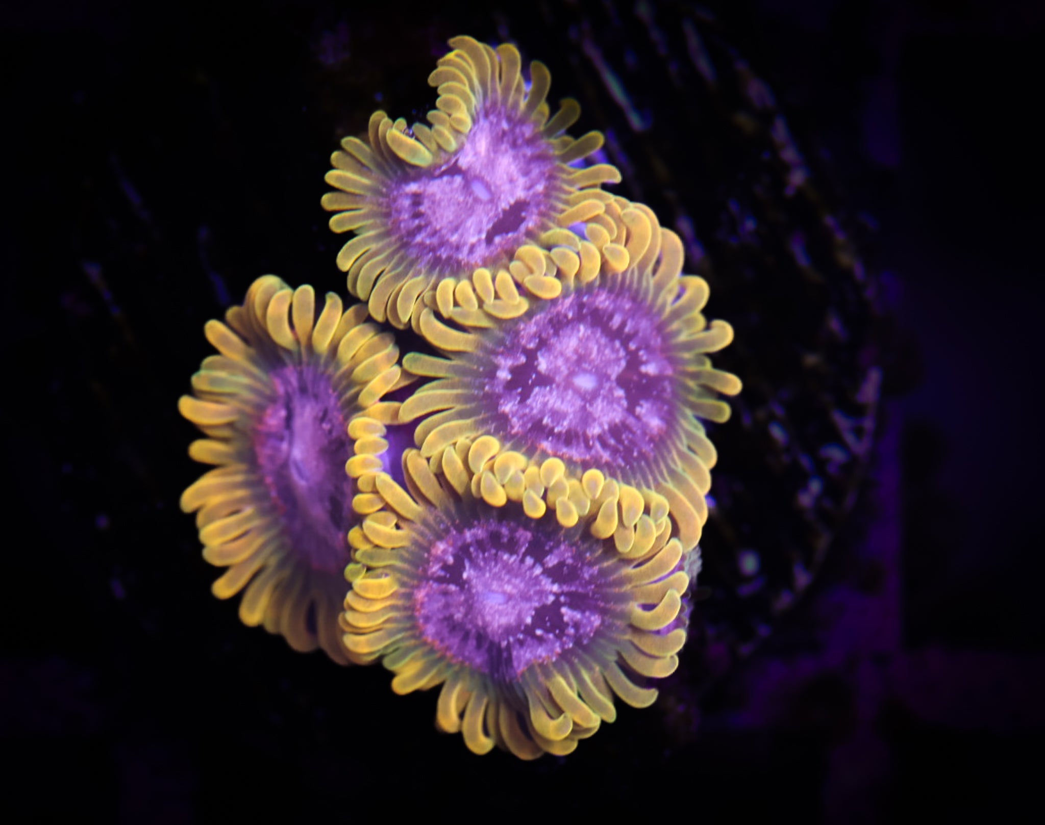 Purple Monster Zoa WYSIWYG