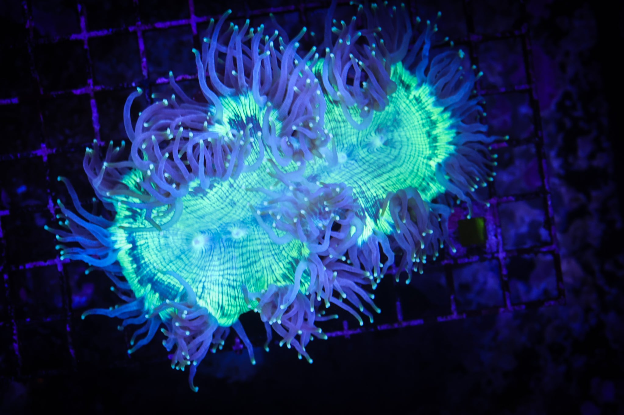 BEC Stripped Neon Green Elegance  WYSIWYG