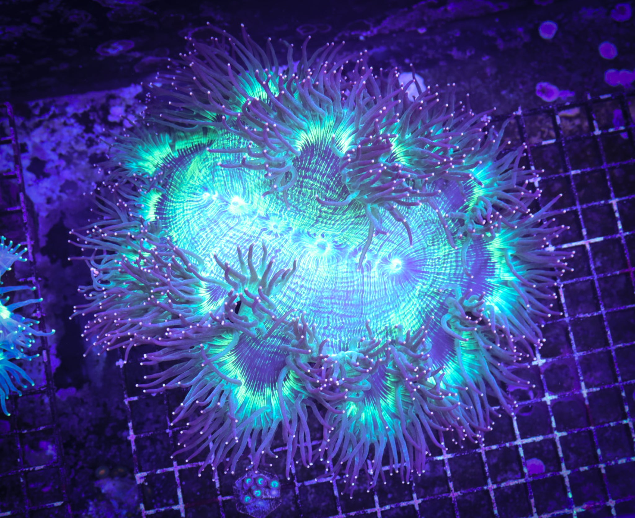 BEC Neon Pink Tip Elegance (XL) WYSIWYG