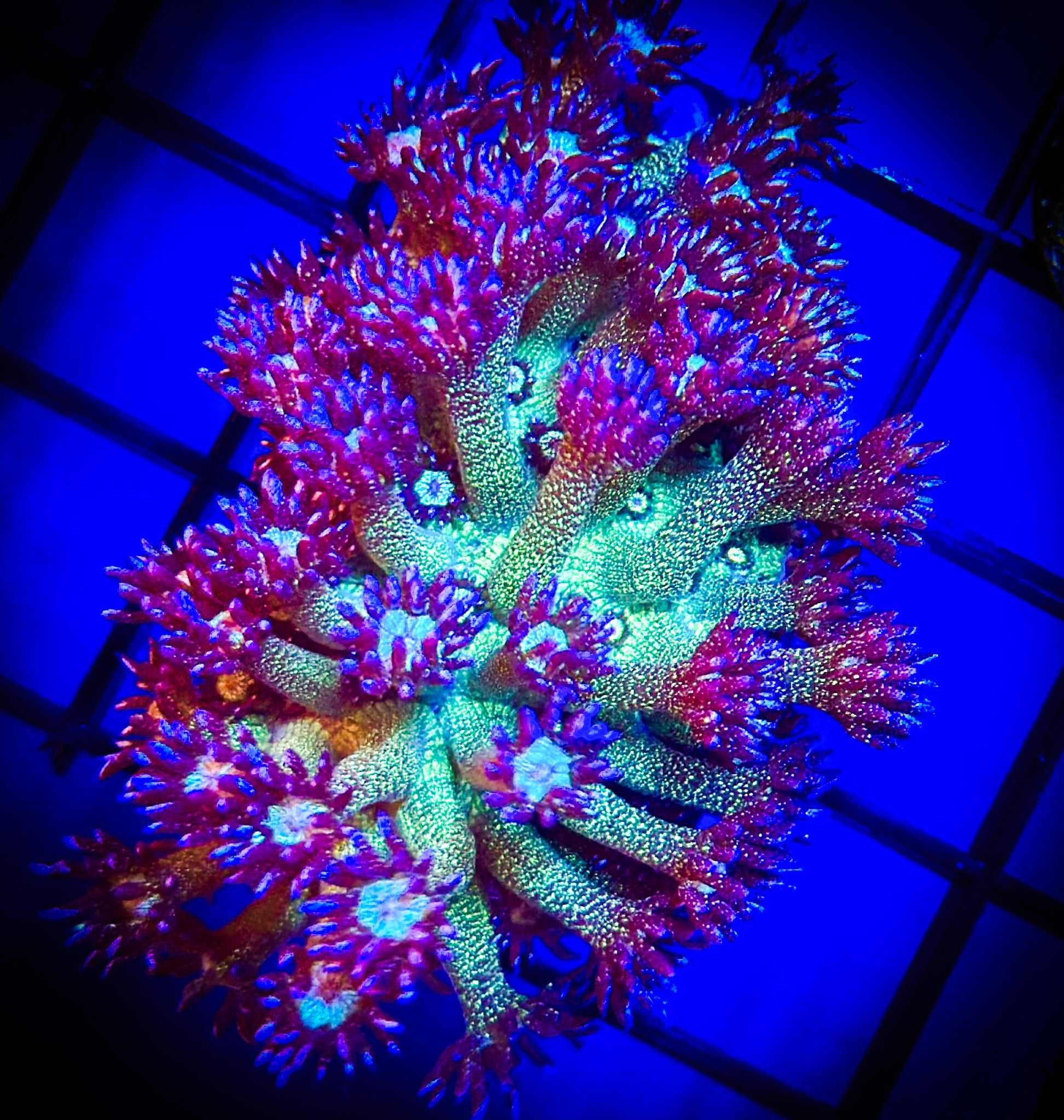 BEC Deep Space Glitter Goni WYSIWYG (XL)